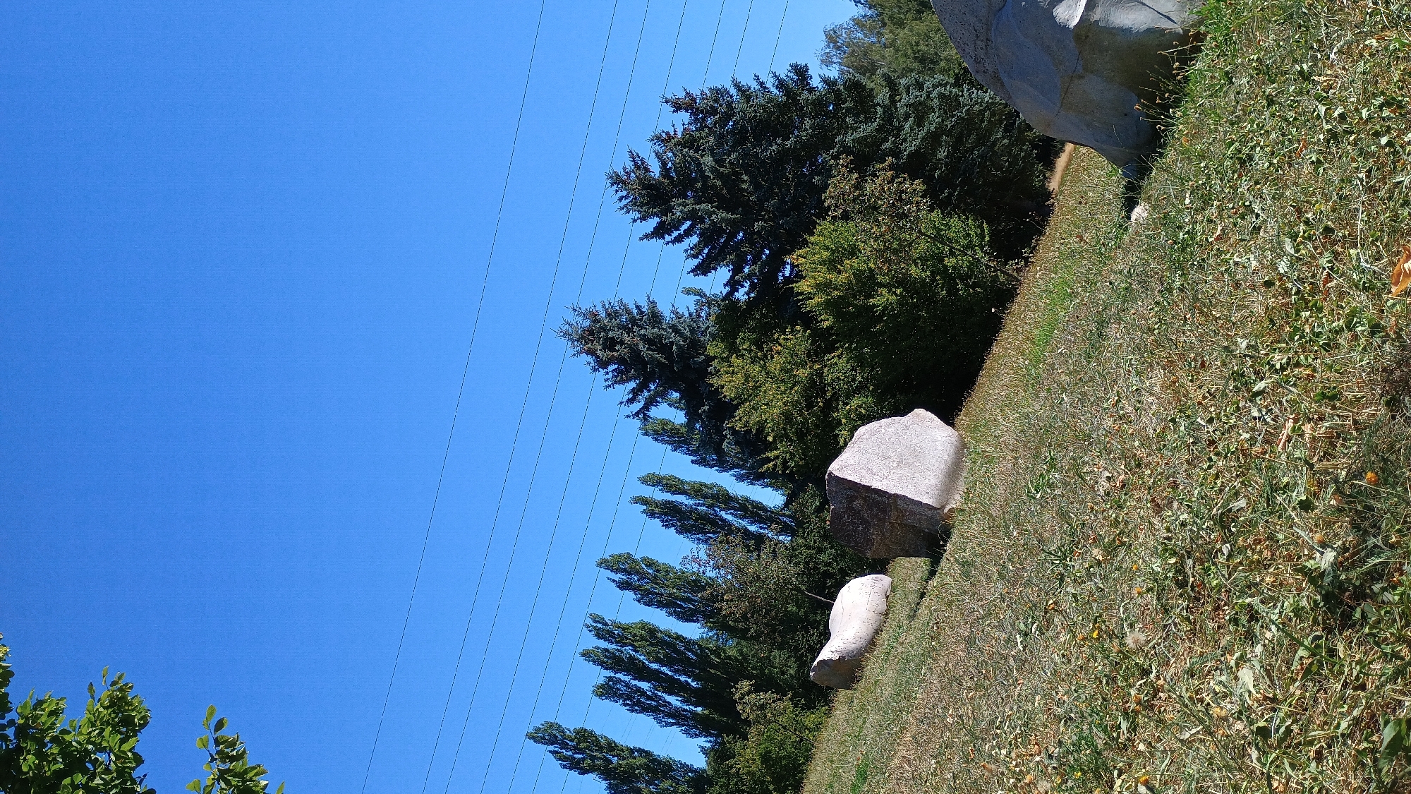 A vertical, wide shot captures a sunny, clear blue sky over a grassy incline in the city of Sokolov, Czechia. Several thin, dark power lines crisscross the sky horizontally. On the left side of the frame, green leaves from a tree branch extend into the top corner. The grassy slope is dotted with dry vegetation and some green plants. Three large, light-colored stones are placed on the grass. The stone furthest to the left is elongated and curved, resembling a white animal. The stone in the middle is angular and faceted. The third stone, visible on the right side of the frame, is large and appears partially buried in the ground. Behind the stones, a line of tall, slender trees with dark green foliage stands, followed by a dense cluster of evergreen trees and bushes. The ground slopes upwards from the foreground to the background.