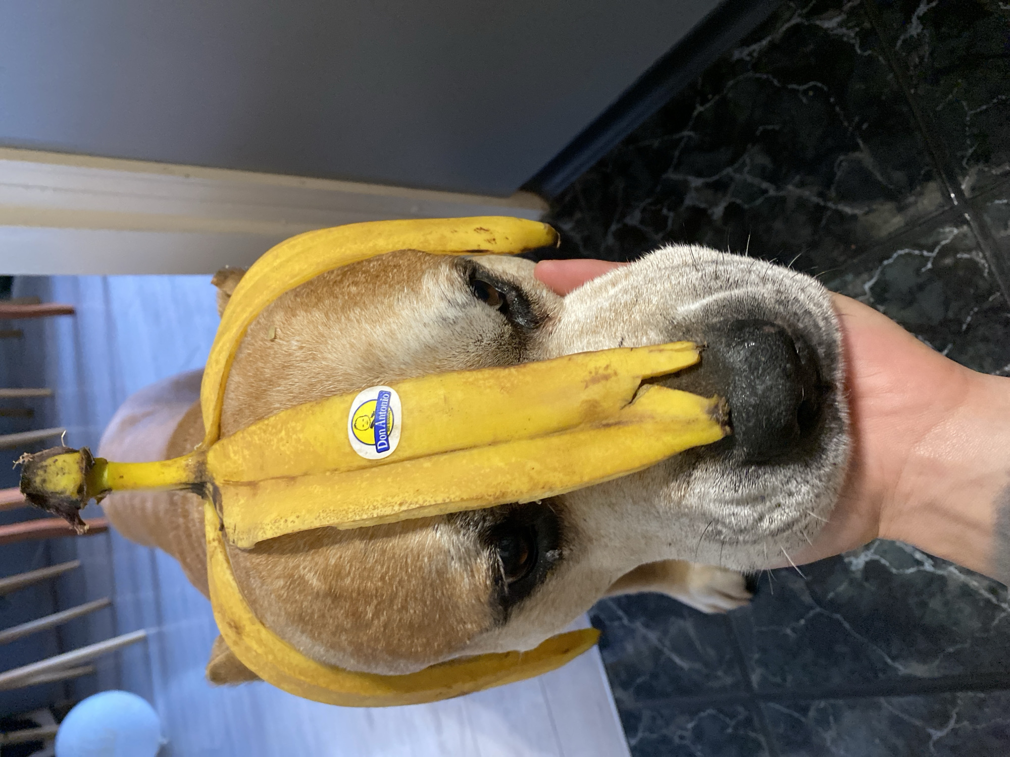 A medium-sized, tan-colored dog lies on a white surface, with banana peels arranged around its head. The dog is being held by a human hand. The background includes a black marble floor. A "Don Antonio" sticker is visible on one of the banana peels. There is no indication of the city of Pleven, Bulgaria.