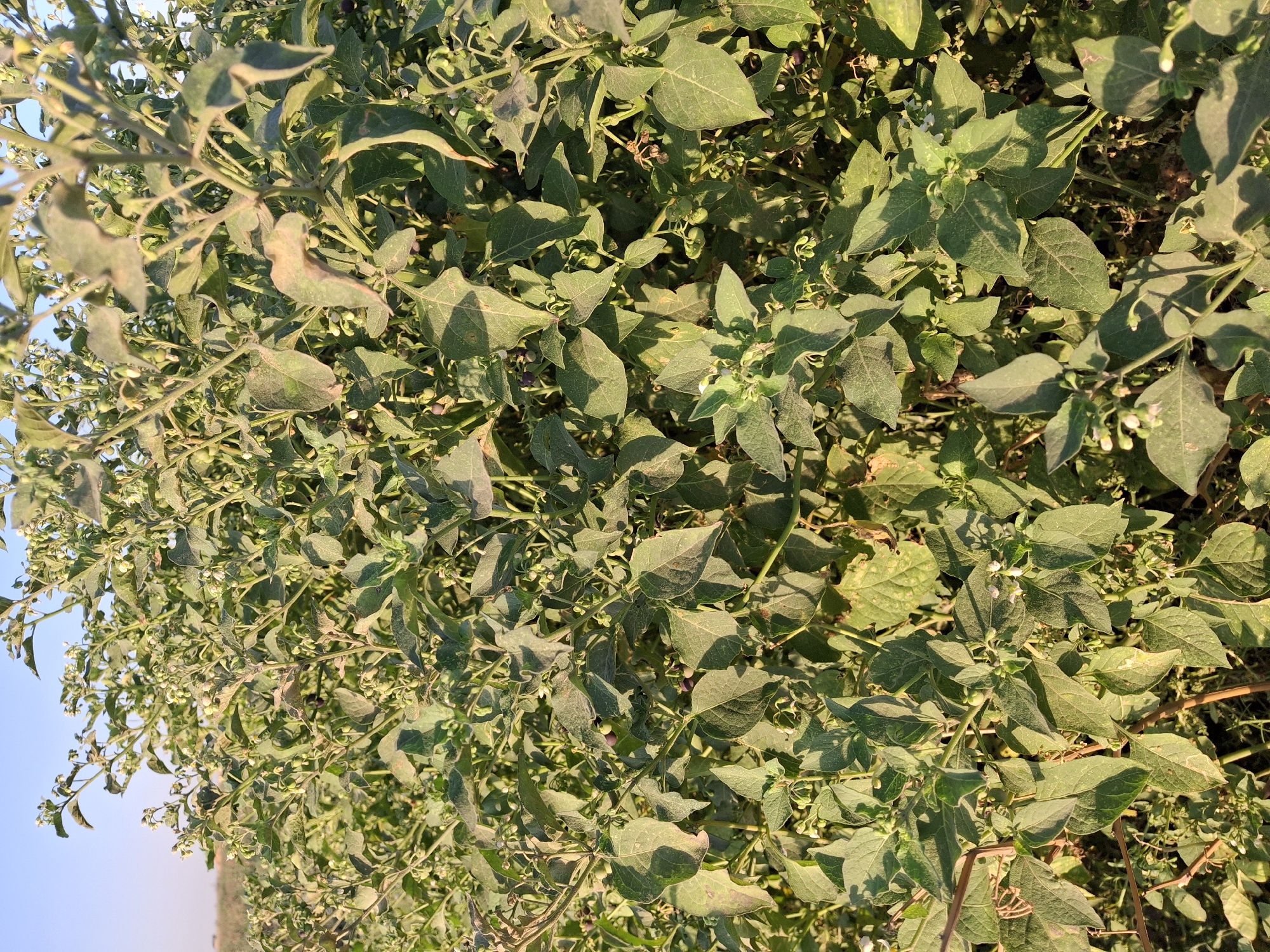 The image shows a close-up view of a dense, green plant with numerous leaves and small white flowers. Some dark, round berries are visible amongst the foliage. The plant appears to be growing outdoors in a natural or agricultural setting. The background is blurred, but suggests a sunlit environment, possibly a field under a clear sky. No people or man-made structures are discernible. The lighting indicates it may be daytime, with sunlight casting shadows across the leaves. The texture of the leaves appears somewhat rough, and some show signs of wilting or discoloration. The berries are scattered throughout the plant, with some clustered together. The overall impression is of a wild or uncultivated plant.