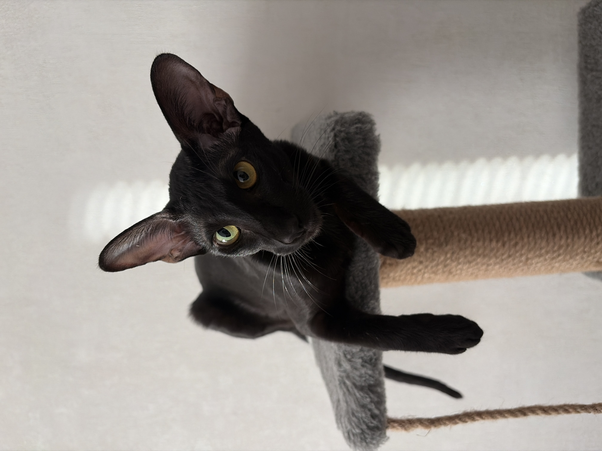 A dark-furred cat with large ears and green eyes is perched on a grey, carpeted section of a cat tree. The cat tree also includes a tan-colored, rope-wrapped section. The background is a plain, light-colored wall. The photo is taken from a low angle, looking up at the cat. There is no evidence indicating that the photo was taken in Chaikovsky, Russia.