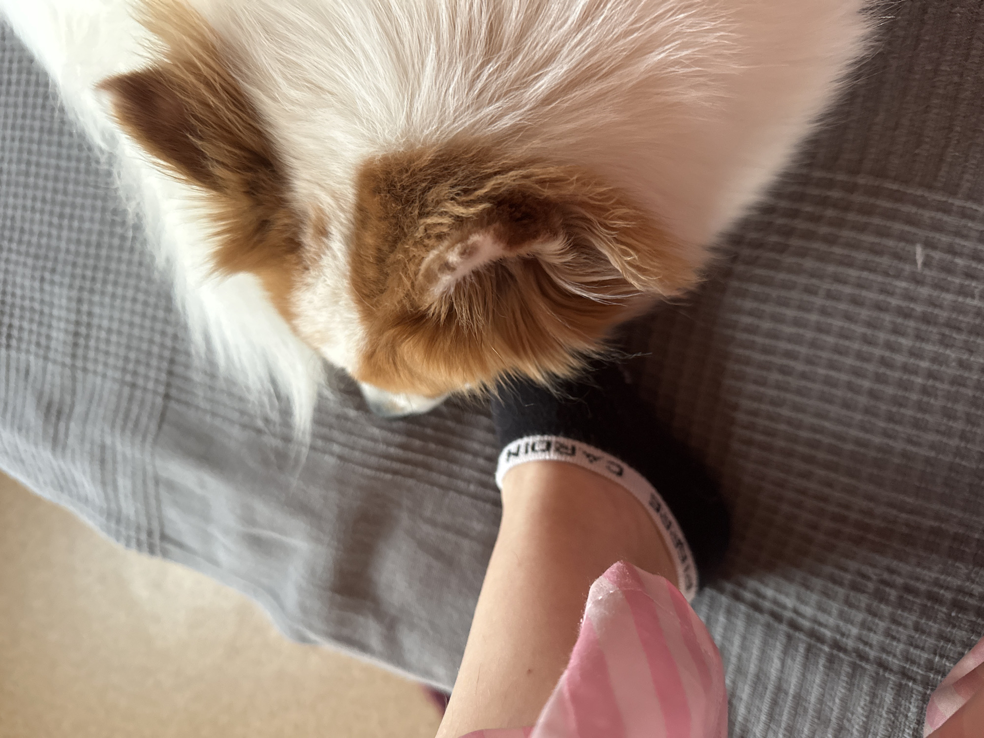 An overhead, close-up photograph depicts a domestic scene involving a human and an animal. On the right, the head and upper body of a long-haired dog are visible, characterized by white fur with prominent brown/ginger patches on its head and around its ears. The dog's ear canal is discernible. On the left, a human limb, consistent with an arm or leg, is partially visible. The limb is fair-skinned and partially covered by a pink and white striped fabric, likely clothing. A black ankle sock, bearing the white text "CARDIN" around its upper cuff, is visible on the human's foot or ankle. Both subjects are resting on a textured grey fabric surface, possibly a blanket or upholstery, which exhibits a subtle striped or ribbed pattern. A blurred, light brown surface is visible in the upper left background, suggesting an indoor setting. The image provides no visual indicators for the city of Kazan, Russia.