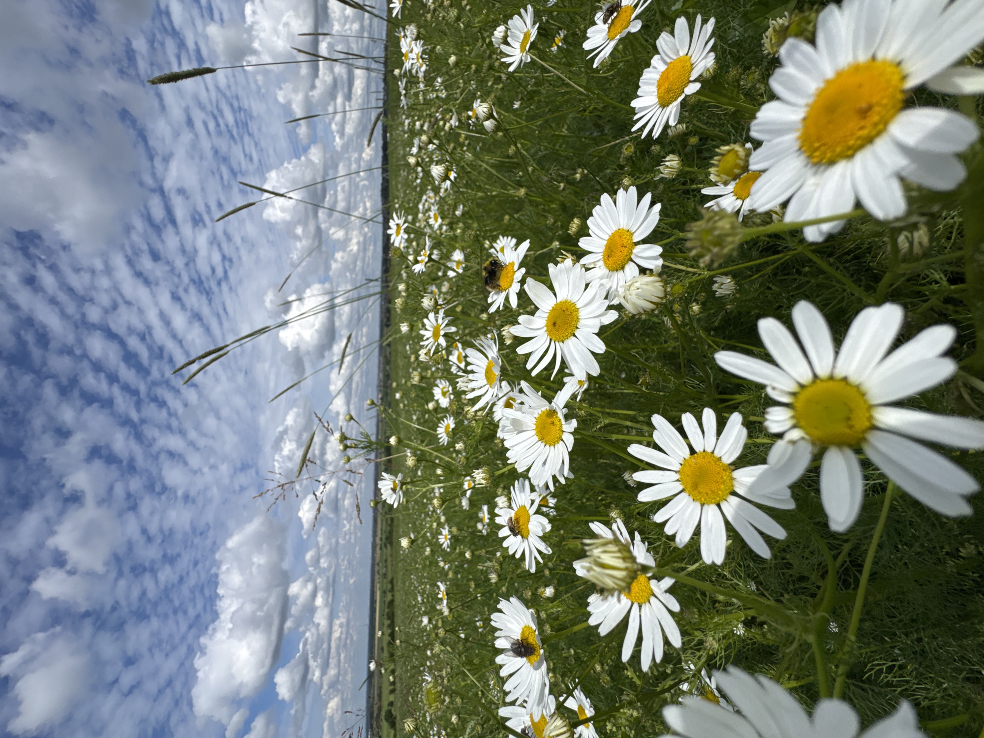 The image depicts a close-up, low-angle view of a field of white daisies with yellow centers, set against a backdrop of a blue sky with scattered white clouds. The daisies are the primary subject, with many in sharp focus in the foreground and mid-ground, and others blurring into the background. The field appears lush and green, with tall grass and thin stalks interspersed with the flowers.
Several insects, including what appear to be bees or bumblebees, are visible on some of the daisies, suggesting they are pollinating the flowers. The overall impression is of a bright, sunny day in a natural setting. The low angle emphasizes the upward growth of the daisies and creates a sense of being immersed in the field. The clouds are textured and appear to be moving, hinting at a dynamic sky.
The orientation of the image is landscape, but it has been rotated so that the horizon appears vertical on the left side. This orientation is unusual and might be intentional for artistic effect. There are no people or text visible in the image. The location context provided is Kaporskoe, Russia, which, combined with the visual elements, suggests a rural or natural landscape during a season when daisies are in bloom, likely spring or summer. The lighting suggests it is daytime, possibly late morning or afternoon, given the brightness of the sky and the highlights on the flowers. The overall mood is peaceful and idyllic, evoking a sense of nature's beauty.