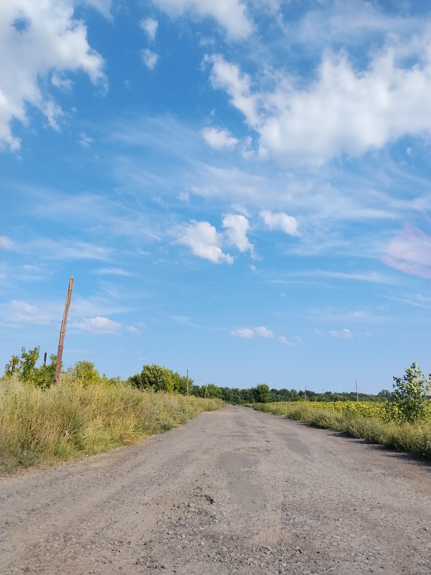 This image shows a dirt road stretching into the distance, bordered by tall, dry grass and a line of trees. The sky is a vibrant blue with scattered white clouds. To the right of the road, a field of sunflowers is visible. In the background, there are telephone poles and other structures. The scene appears to be set in a rural area. The image does not provide any specific details about the city of Hoholeve, Ukraine, other than that it is believed to be located there. There are no people or animals present in the image, nor are there any specific actions or interactions taking place. The overall impression is one of a serene and open landscape.
