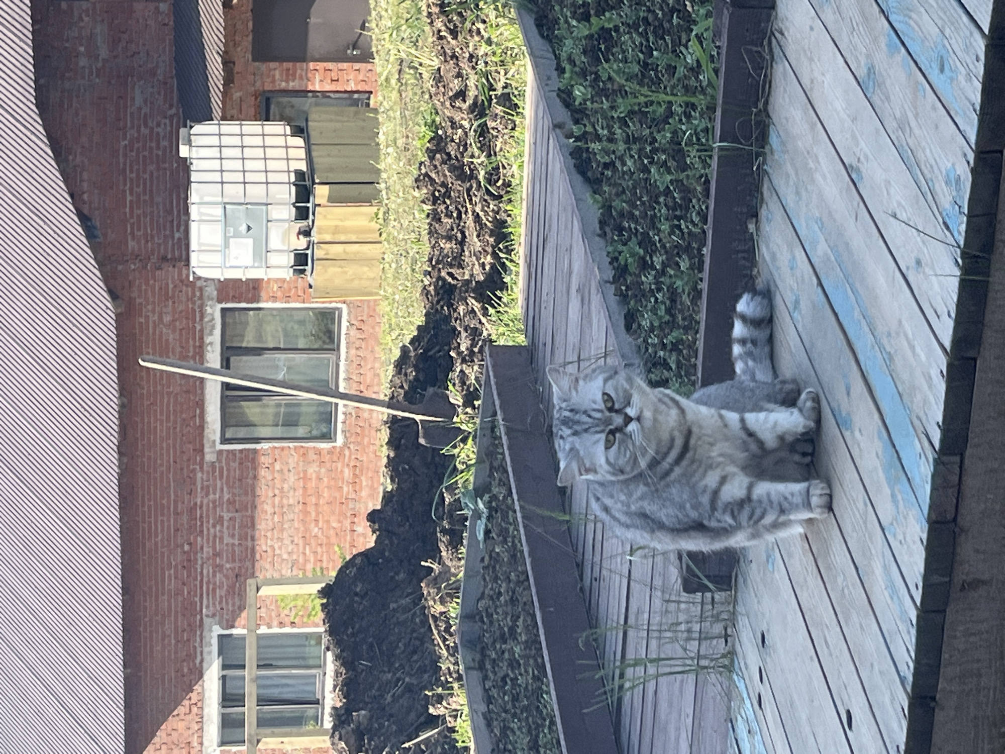 The image, likely taken in Chaikovsky, Russia, shows a gray tabby cat sitting on a weathered wooden deck with blue paint, looking towards the camera. The deck is beside a raised garden bed filled with soil and vegetation. Behind the garden bed, there's a brick building with windows and a large, rectangular, caged water tank. A tool with a long handle is leaning against the soil near the raised garden bed. The environment appears to be outdoors during the daytime, possibly in a garden or backyard setting.