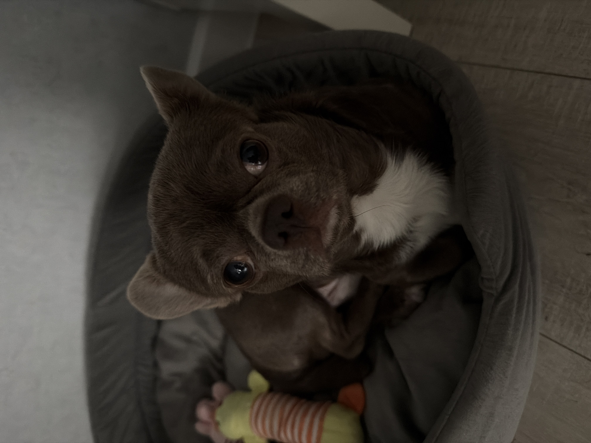 A brown and white Chihuahua dog is lying in a gray dog bed, looking up at the camera. The dog has a toy with green and orange stripes at its feet. The floor is a light wood-grain. The exact location is not discernible from the image.