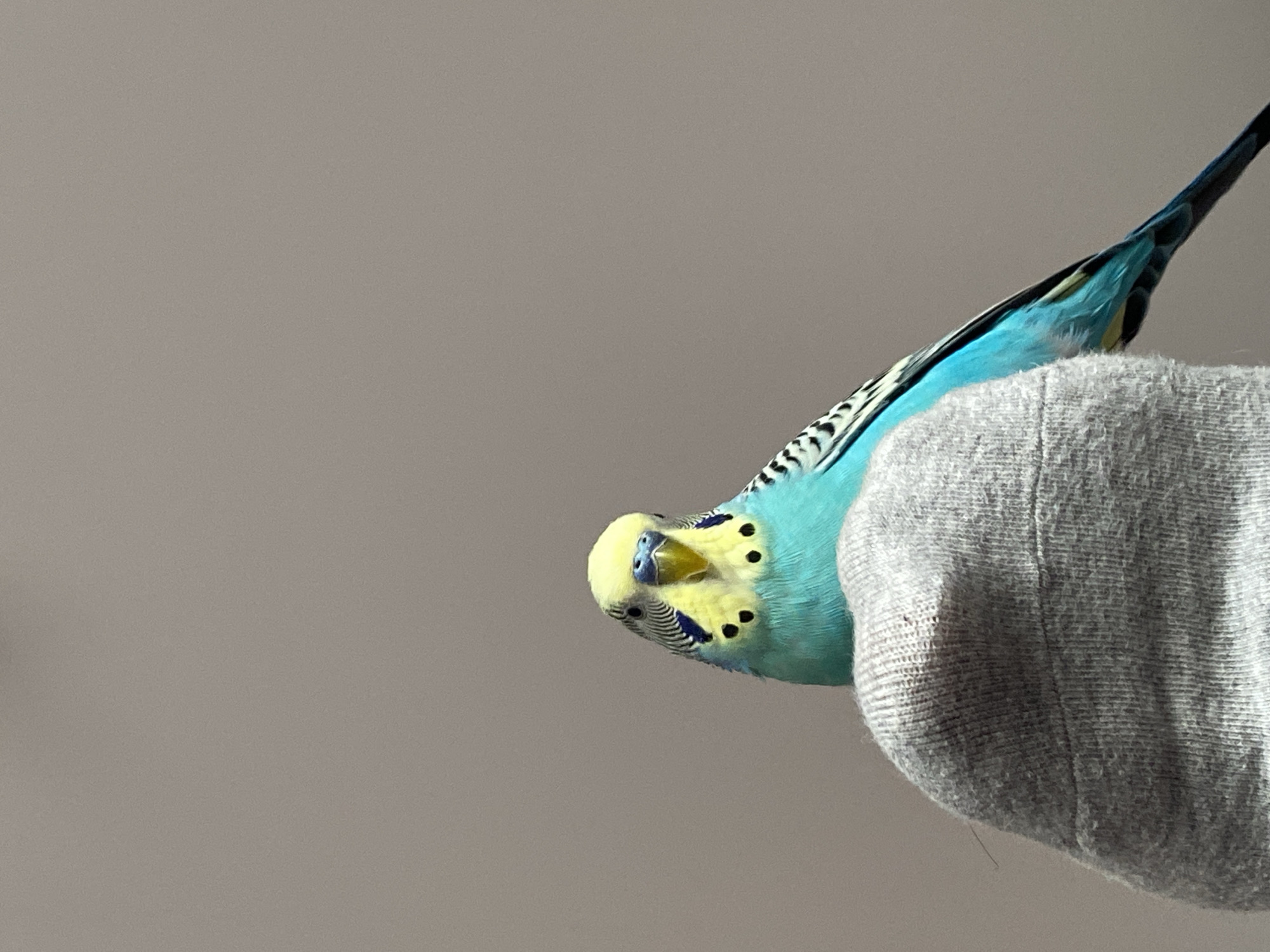 A blue and yellow budgerigar perches upside down on a gray, textured object. The background is a plain gray surface. The location is Unknown, Unknown.