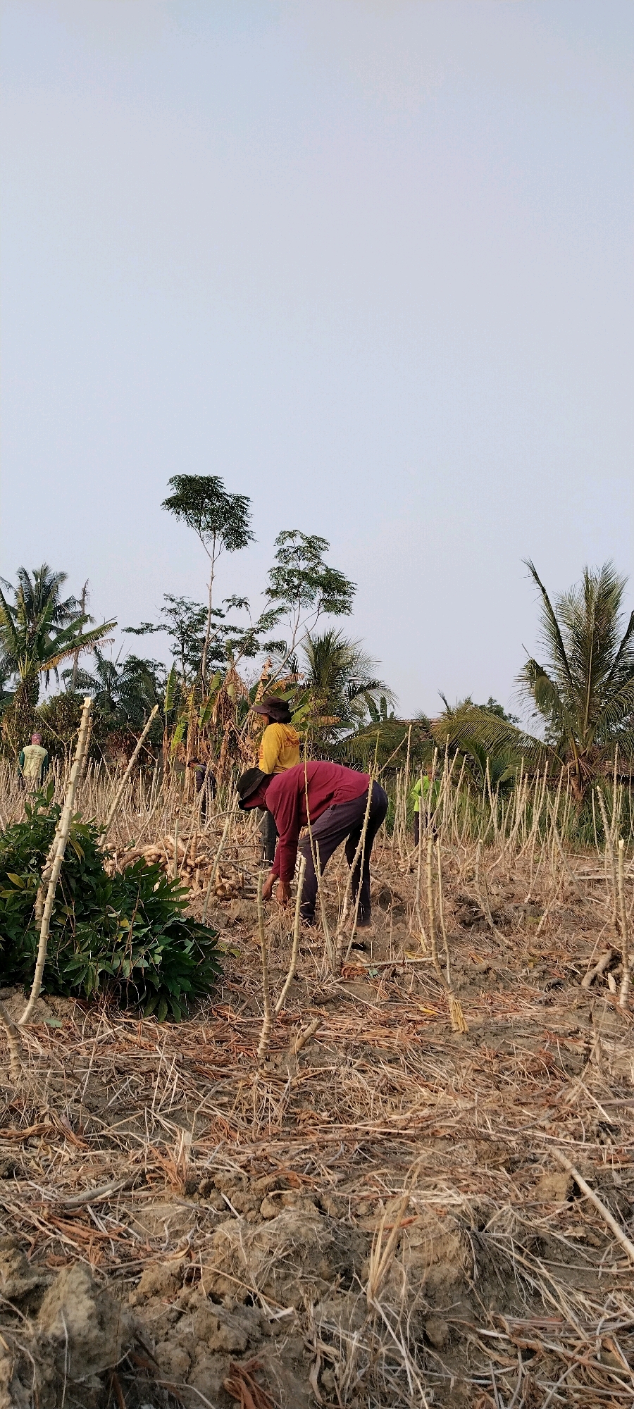 In a cassava field in Tanjung Ratu Ilir, Indonesia, three individuals are engaged in the harvest. The field is characterized by dry, brittle cassava stalks standing upright from the soil, with scattered dry leaves and debris on the ground. In the foreground, to the left, a small cluster of green cassava plants with broad leaves is visible.
A man wearing a red long-sleeved shirt and dark pants is bent over, actively working with the harvested cassava. To his left and slightly behind him, a person in a yellow long-sleeved shirt and a dark hat is also facing the ground, presumably participating in the harvest. Further in the background, to the left of the man in yellow, another individual wearing a light green shirt is visible.
The background is dominated by a clear, pale sky. Several tall trees, including palm trees, are scattered across the horizon, suggesting a tropical or subtropical environment. The overall impression is of an agricultural setting during or after the harvesting season.