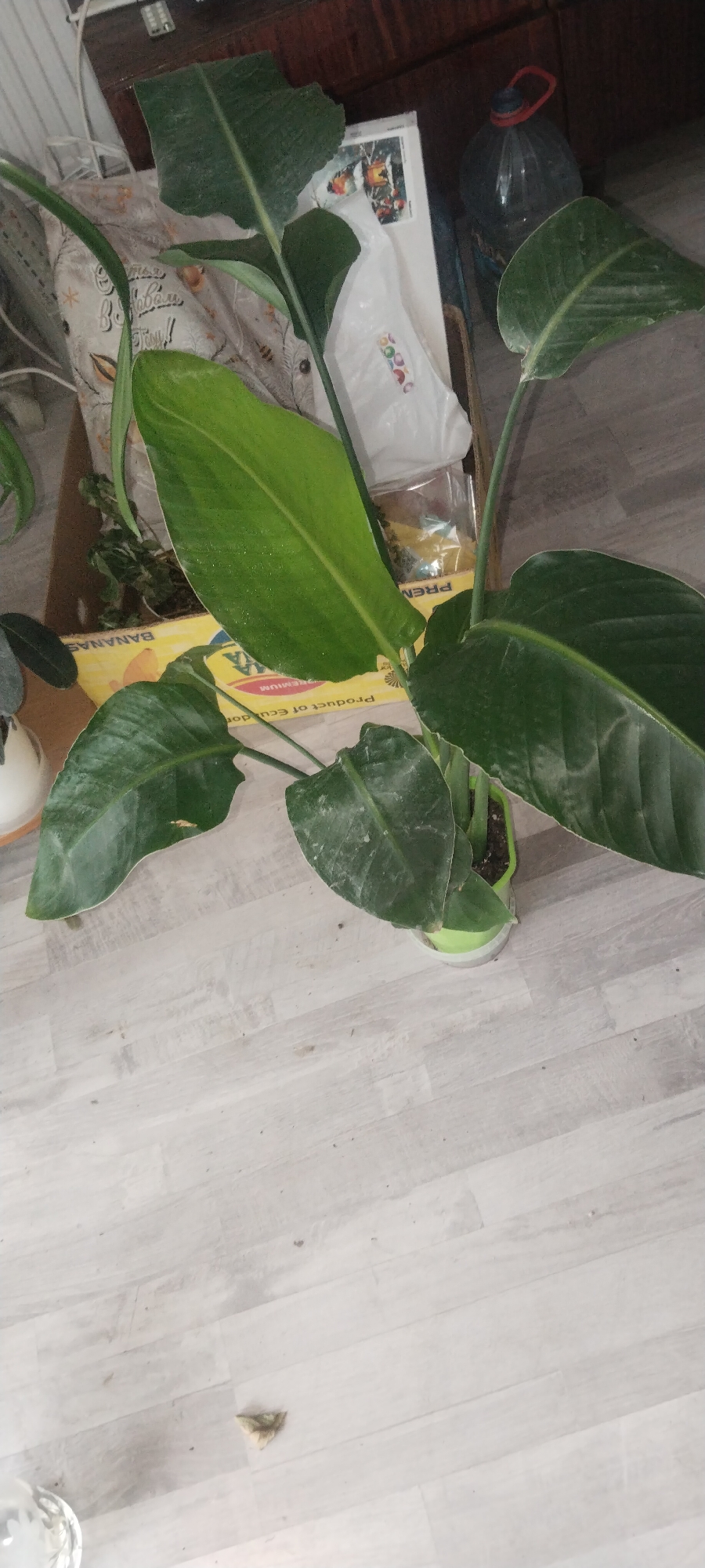 The image shows a potted plant with large green leaves indoors, possibly on a wooden floor. The plant is in a green pot and is the main subject. There are other objects in the background, including a cardboard box with text that is partially visible and a large plastic bottle. The overall environment appears to be domestic, with items scattered around. The image does not provide any information that could be used to determine its location within the city of Mariupol, Ukraine.