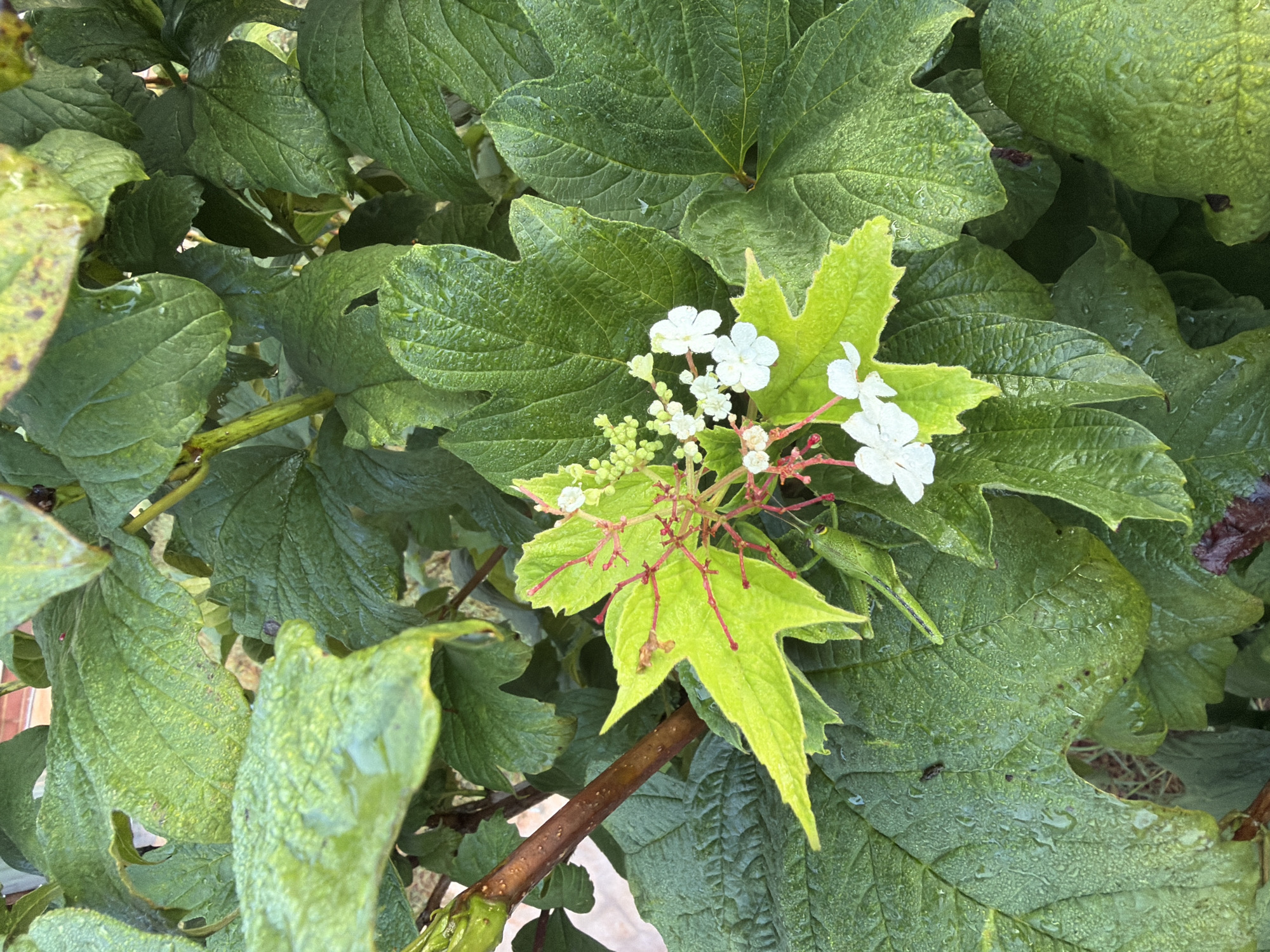 The image shows a close-up view of a plant with large, green, textured leaves and small white flowers. Some of the leaves are a lighter, almost lime green, and appear to have red veins. Water droplets are visible on the surfaces of the leaves, suggesting dew or recent rain. In the lower right portion of the image, a small green grasshopper is perched on a leaf. The background is blurred and appears to be foliage. The scene is outdoors and appears to be in a garden or natural setting within the city of Wellford, United States of America.