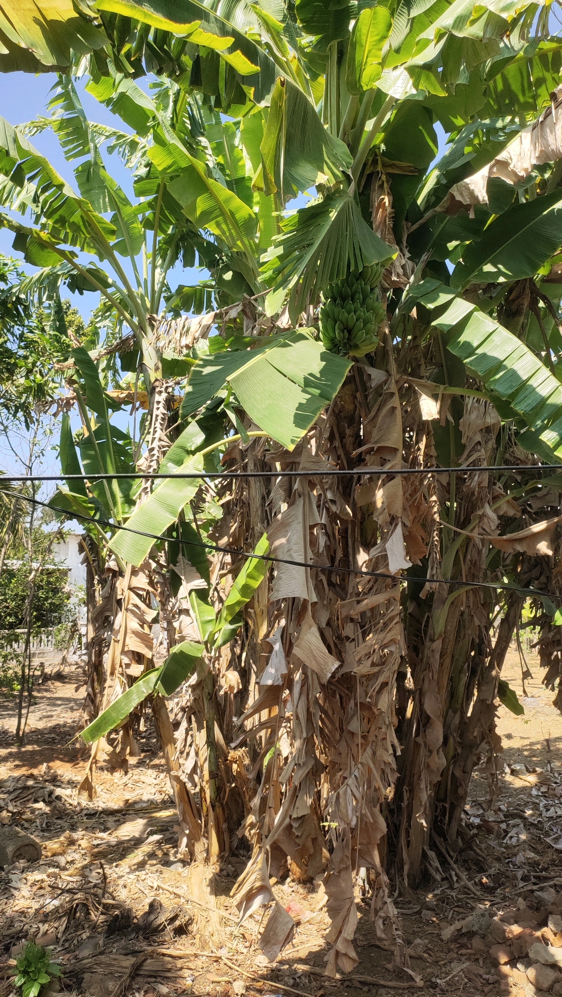 In Menadi, Indonesia, a cluster of banana trees stands in a sun-drenched outdoor area. The trees are lush with large green leaves, some of which are older and dry, hanging down the trunks. A bunch of unripe green bananas is visible on one of the trees. The ground beneath the trees is covered with dry leaves and debris. Overhead, electrical wires crisscross the scene. In the background, a building is partially visible, suggesting a semi-rural or residential setting.