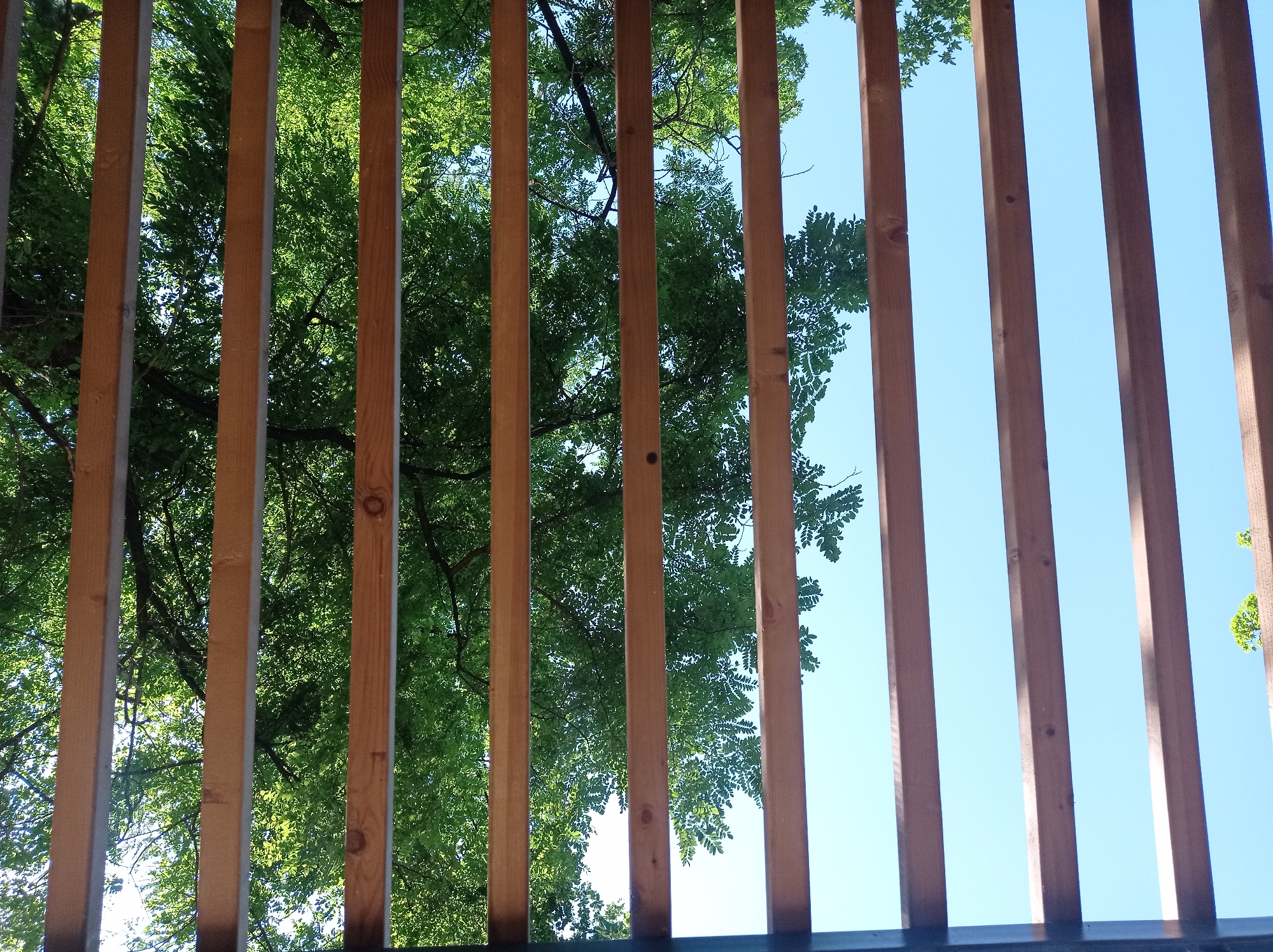 A low-angle exterior shot captures a view through vertical wooden slats towards a bright blue sky and lush green foliage. The wooden slats are spaced evenly apart, creating a visual barrier that frames the natural scenery. The foliage appears to be from trees, with dense green leaves filling the spaces between some of the slats on the left side of the image. The sky is clear and cloudless, suggesting a sunny day. The lighting indicates the sun is high, casting minimal shadows. There are no people or animals visible in the frame. The scene is observed from a perspective looking upwards, possibly from a balcony, deck, or a covered outdoor area with a slatted roof or railing. The location is an outdoor setting, likely in a park or residential area with mature trees.