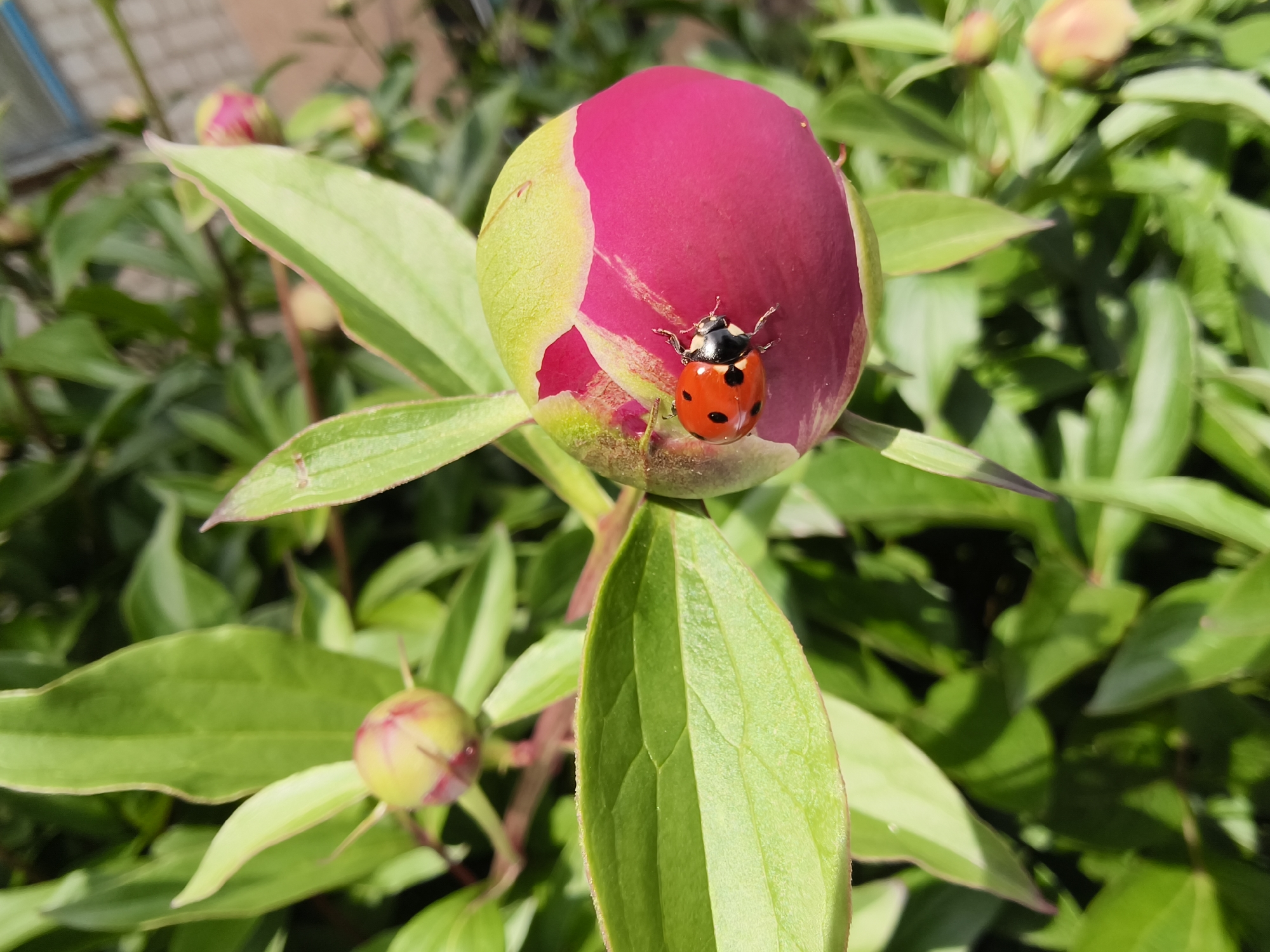 A close-up shot captures a vibrant red ladybug resting on a peony bud in Kryvyi Rih, Ukraine. The bud is predominantly pink with some green showing at the base, indicating it is not yet fully open. Green leaves surround the bud, creating a lush environment. A second, smaller bud can be seen in the background. The image is well-lit, showcasing the details of the ladybug and the plant.