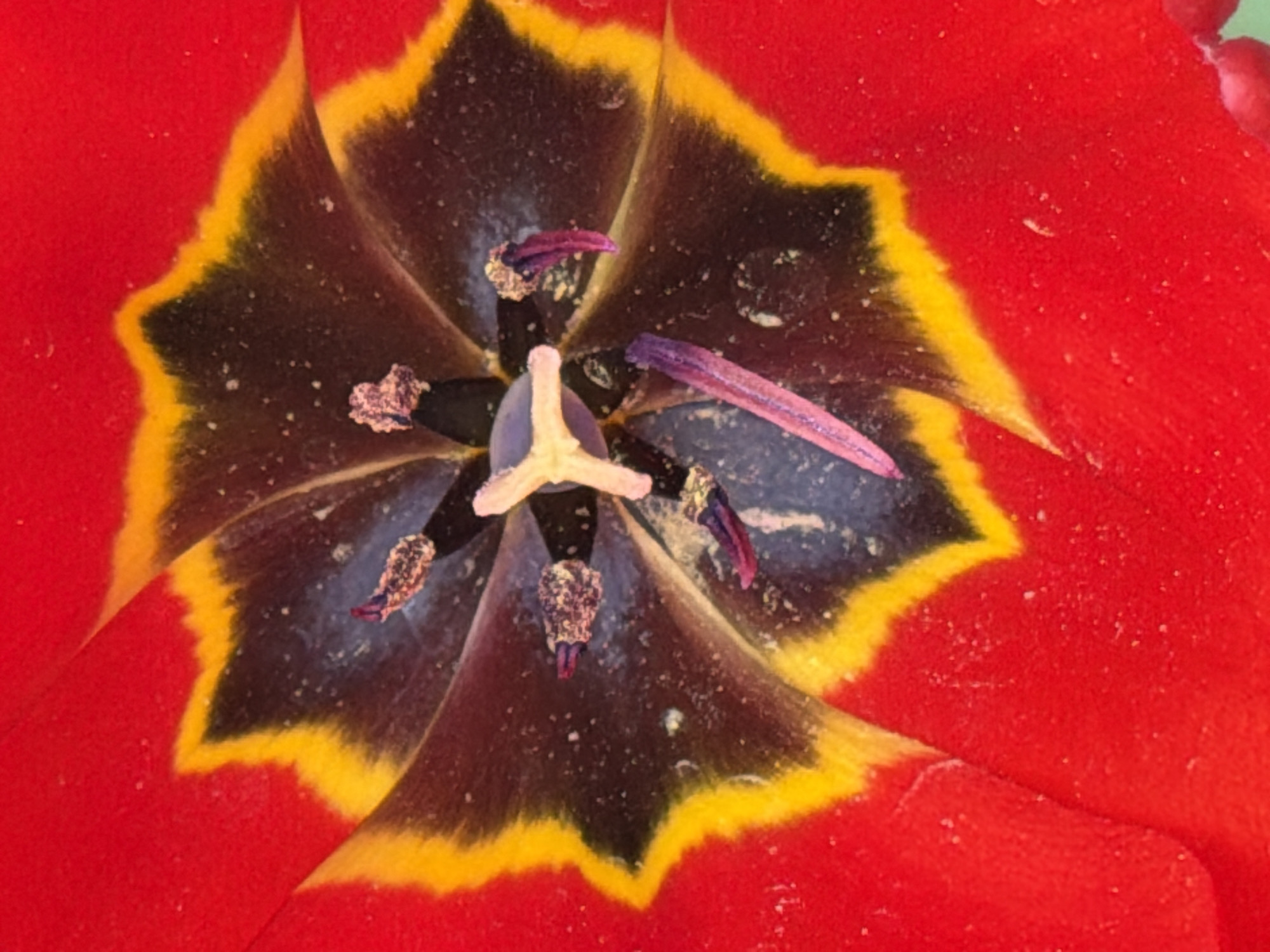 The image depicts a close-up view of the interior of a tulip flower. The petals are predominantly red with a distinct black and yellow pattern towards the center. The flower's reproductive structures, including the pistil and stamens with visible pollen, are centrally located. There is no evidence to suggest that the photograph was taken in Esch-sur-Alzette, Luxembourg, or any other specific location. No people, actions or interactions are visible.