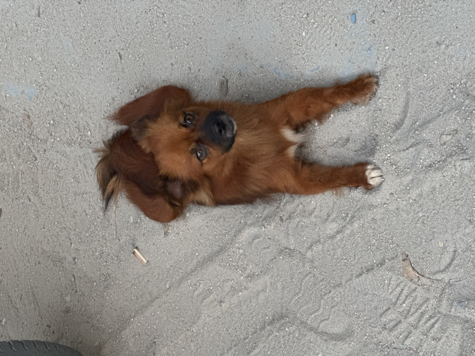 A reddish-brown dog lies on a light gray, sandy or fine gravel surface in Ban Ko Li Pe, Thailand. The dog faces the viewer, resting on its stomach with front paws tucked and hind legs splayed. It possesses a black muzzle, dark eyes, and white markings on its chest and front paws. A dark gray vehicle tire is partially visible in the upper left quadrant. A discarded cigarette butt with a white filter lies on the ground to the left of the dog's head, and a dried, curled leaf is present on the lower left portion of the ground. The ground exhibits subtle textured patterns, possibly from foot traffic or vehicle marks.