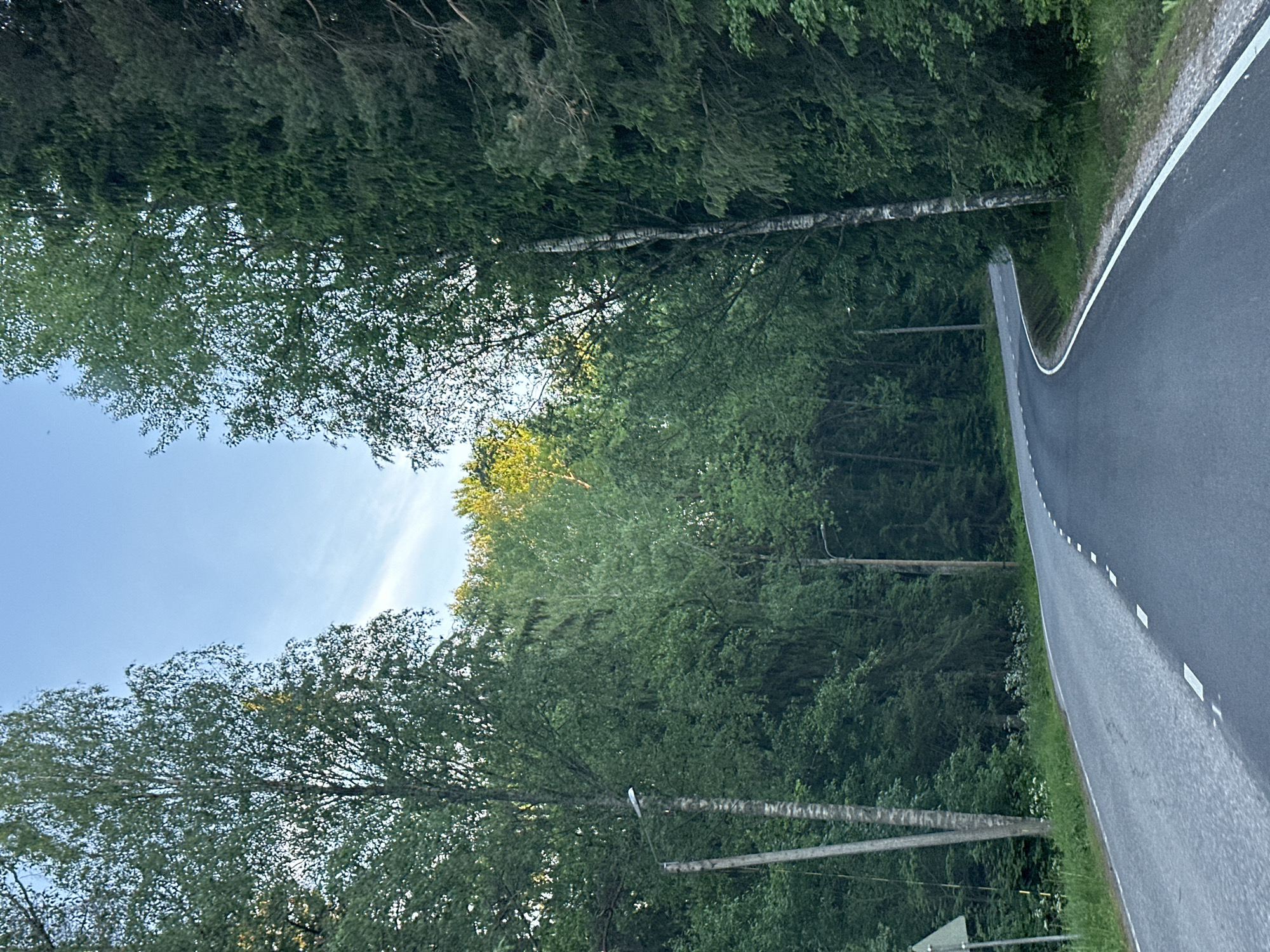 A paved road curves through a dense forest on a clear, daytime, possibly late afternoon, as indicated by the soft sunlight filtering through the trees. The road has a white line marking the edge and intermittent white dashes in the center, suggesting it is a two-lane road. On the left side of the road, a utility pole with a lamp fixture is visible, along with a triangular road sign. The forest is dominated by tall, deciduous trees with lush green foliage, and some coniferous trees can be seen as well. The sky above is a bright blue with a few wispy clouds. The overall scene depicts a tranquil drive through a natural, wooded environment.