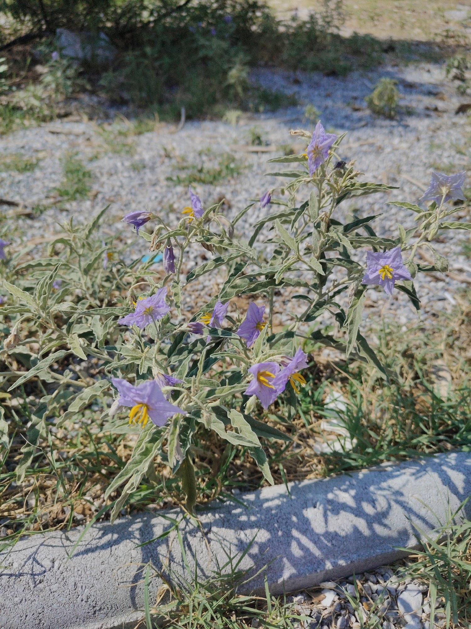 The image shows a close-up of a plant with small purple flowers and yellow centers, growing in a dry, gravelly area with some sparse grass. The plant has fuzzy, gray-green leaves. In the foreground, a textured concrete border is visible, with shadows of vegetation cast upon it. The background is out of focus, showing more gravel and some green foliage. The scene appears to be outdoors, possibly in a park or undeveloped area within the city of Oreokastro, Greece. There are no people or animals visible in the image.