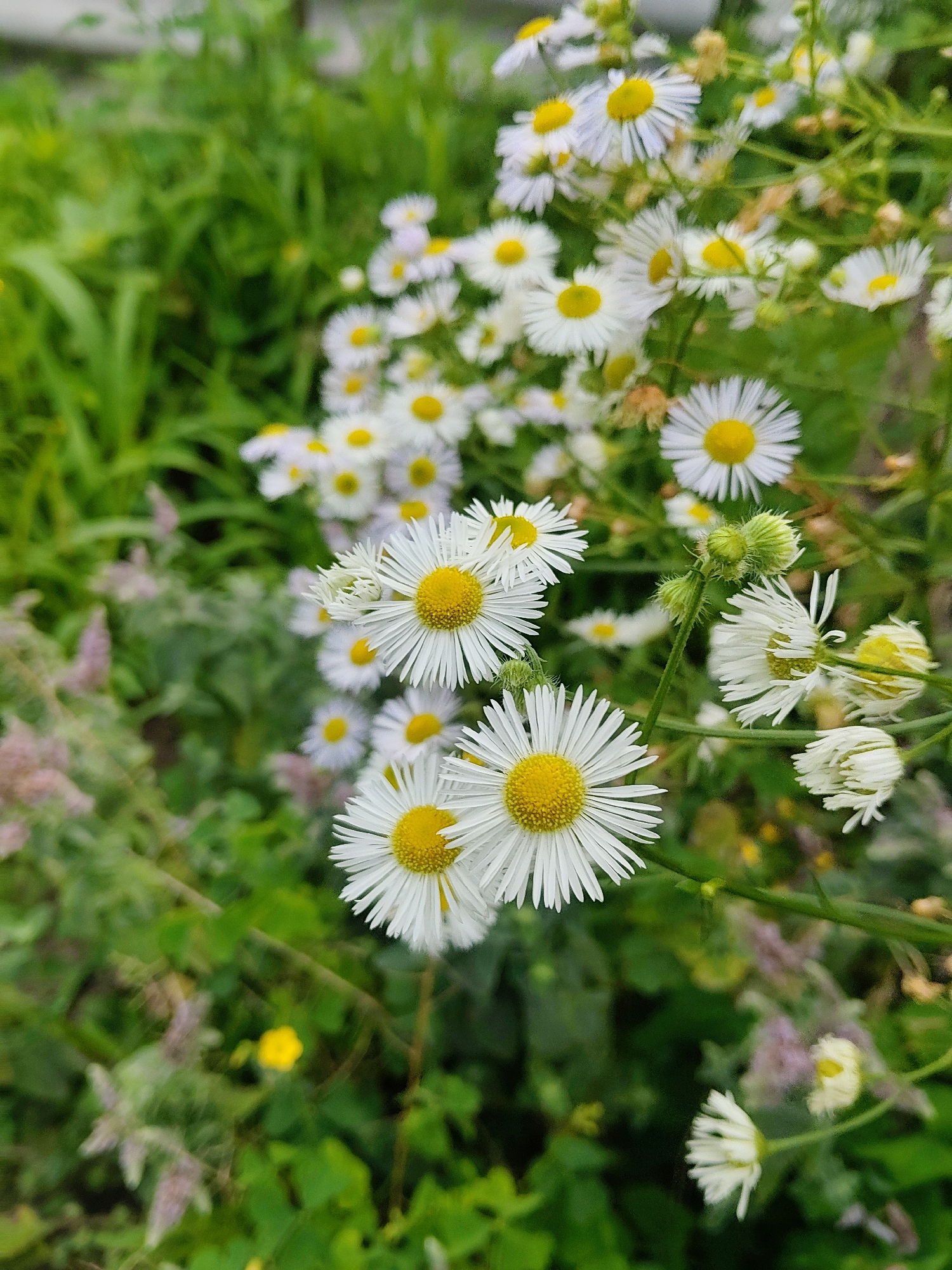 The image is a close-up, vertical shot of a cluster of daisy-like flowers with white petals and yellow centers. The flowers are in bloom and appear to be growing in a natural setting, with green foliage and other blurred vegetation in the background. There are no people or any discernible man-made objects present in the image. The lighting suggests an outdoor environment, possibly during daylight hours. The exact location within Kharkiv, Ukraine, cannot be determined from the visual information provided.