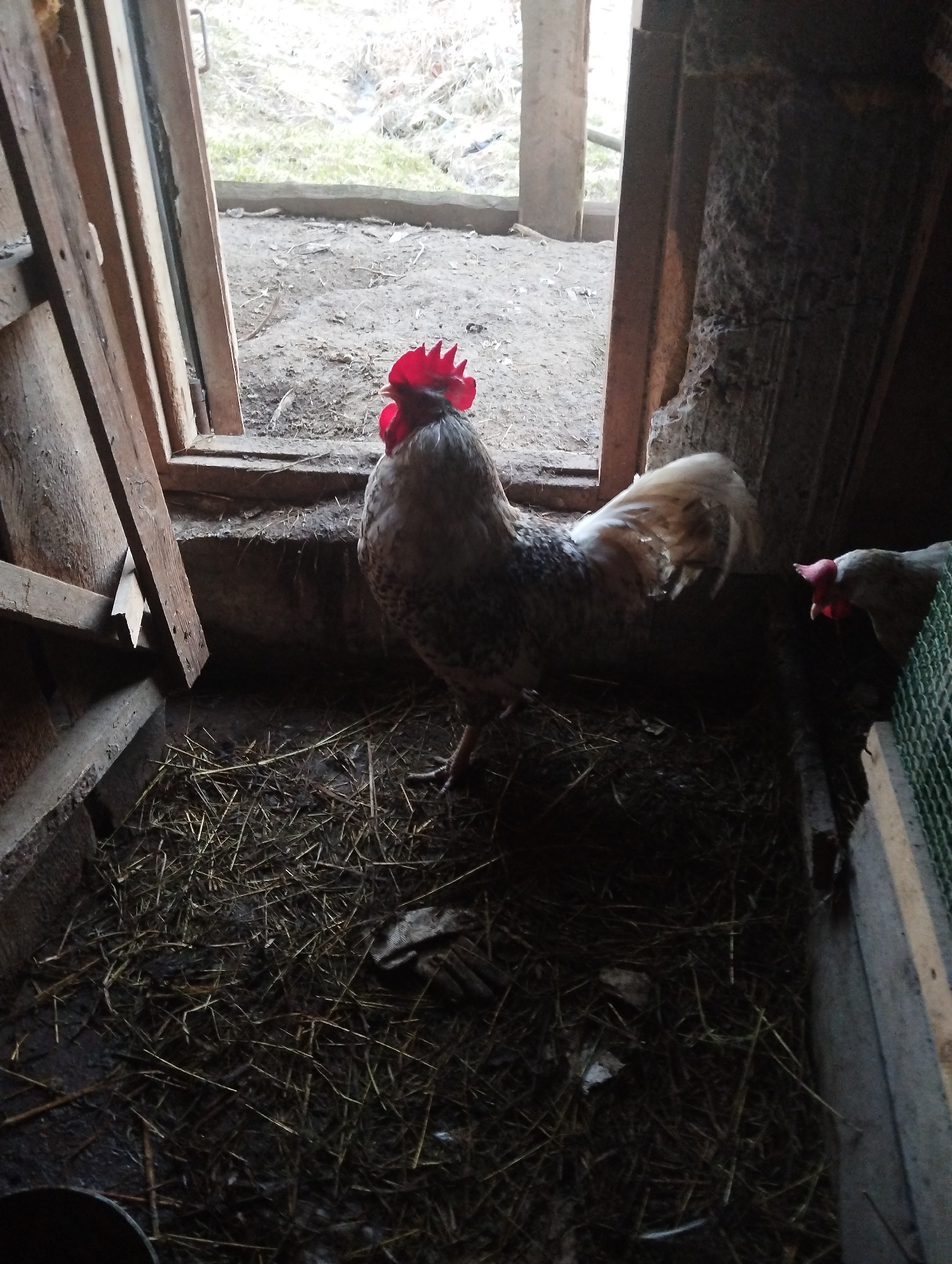 A photograph taken in what appears to be Krasnogorskoye, Russia, depicts the interior of a wooden structure, possibly a shed or coop. A rooster with a bright red comb stands prominently in the foreground, near the doorway. The ground is covered in straw and debris. Another chicken is partially visible in the shadows to the right. The doorway opens to a dirt-covered area.