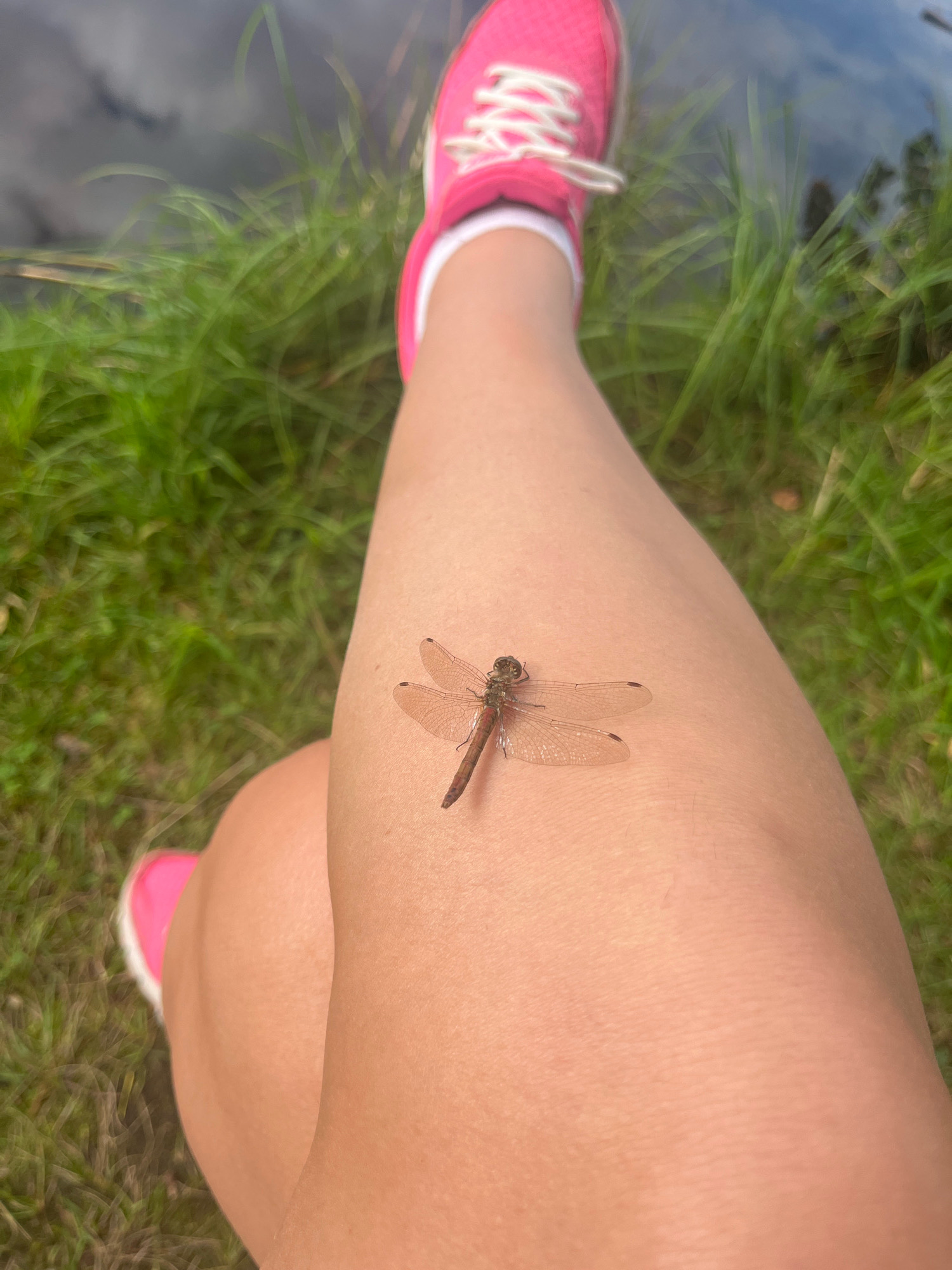 A close-up, vertical shot shows a person's bare leg and foot, with a dragonfly perched on the leg. The person is wearing a bright pink sneaker with white laces. The background consists of blurred green grass and dark water, suggesting an outdoor setting near a body of water. The dragonfly is small, with translucent wings, and is positioned centrally on the thigh. The lighting suggests it is daytime, with the sun casting a soft glow. The image is in focus on the leg and the dragonfly, with the surroundings softly blurred, creating a shallow depth of field. The scene appears to be peaceful and natural, with the dragonfly being a momentary visitor to the person's leg.