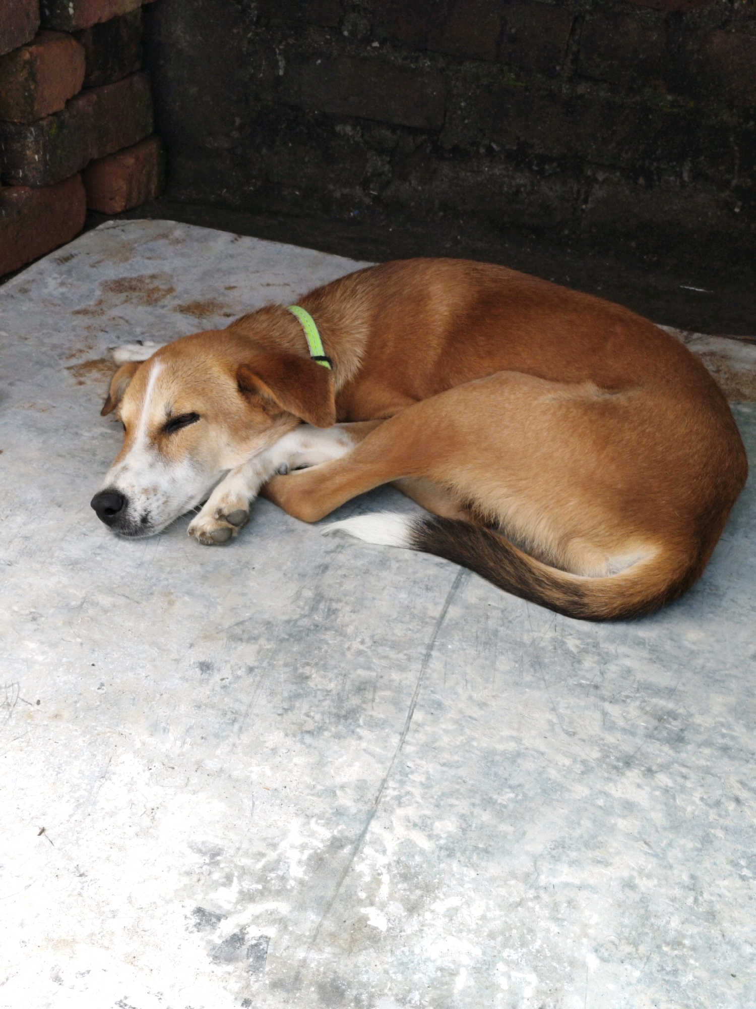A medium-sized dog with tan and white fur is sleeping curled up on a concrete surface. The dog is wearing a bright green collar. Behind the dog, a wall is visible, constructed from dark bricks. The overall scene appears to be an outdoor, possibly shaded, area. The image may have been taken in Ranchi, India, as indicated by the provided context.
