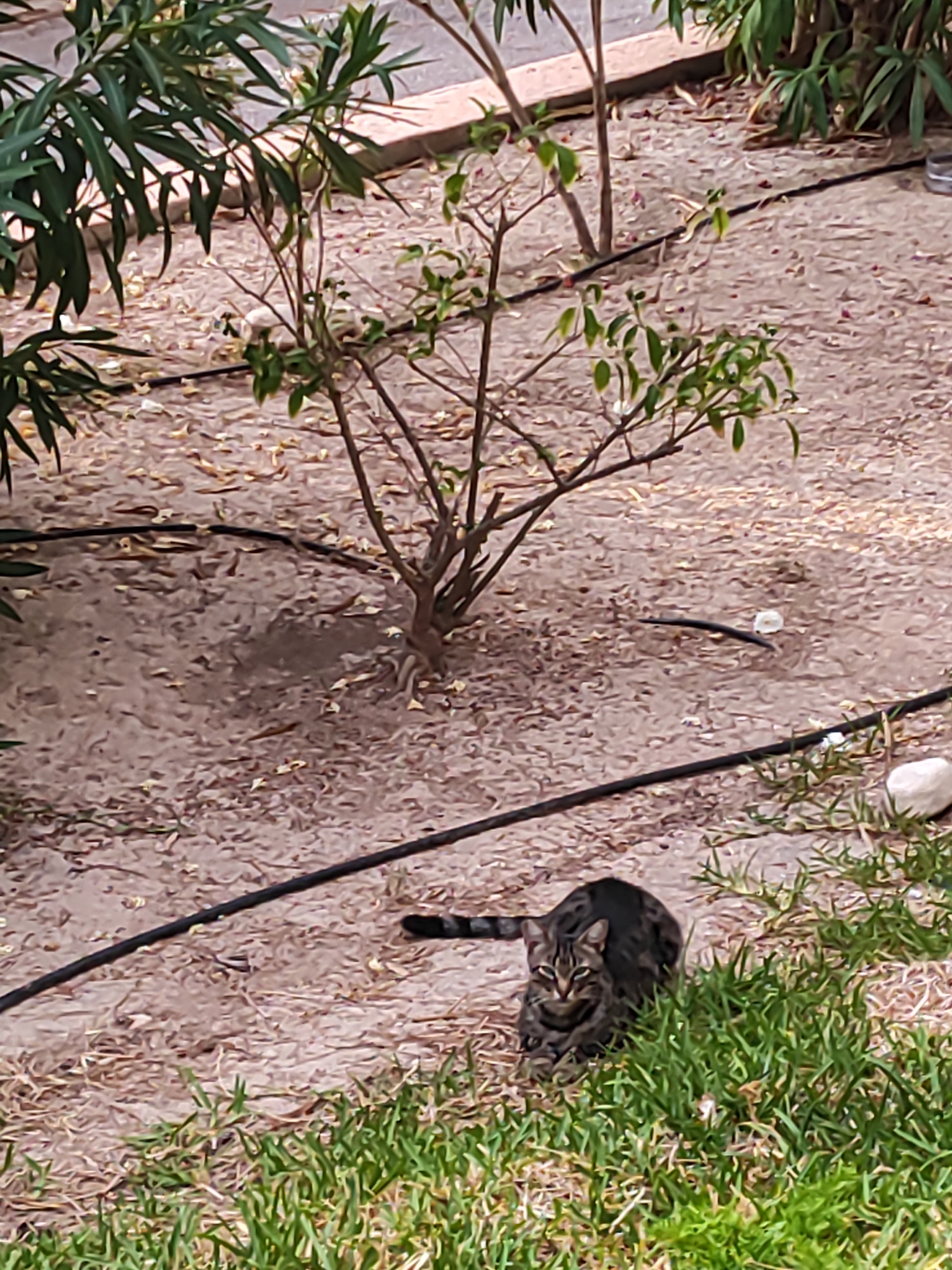 A tabby cat is crouching in dry grass in front of a sandy area with scattered leaves and a black irrigation hose. The cat has a striped coat and is looking directly at the camera. In the background, there are several small trees with green leaves, and a concrete border is visible. The scene appears to be an outdoor garden or yard area in El Campello, Spain.