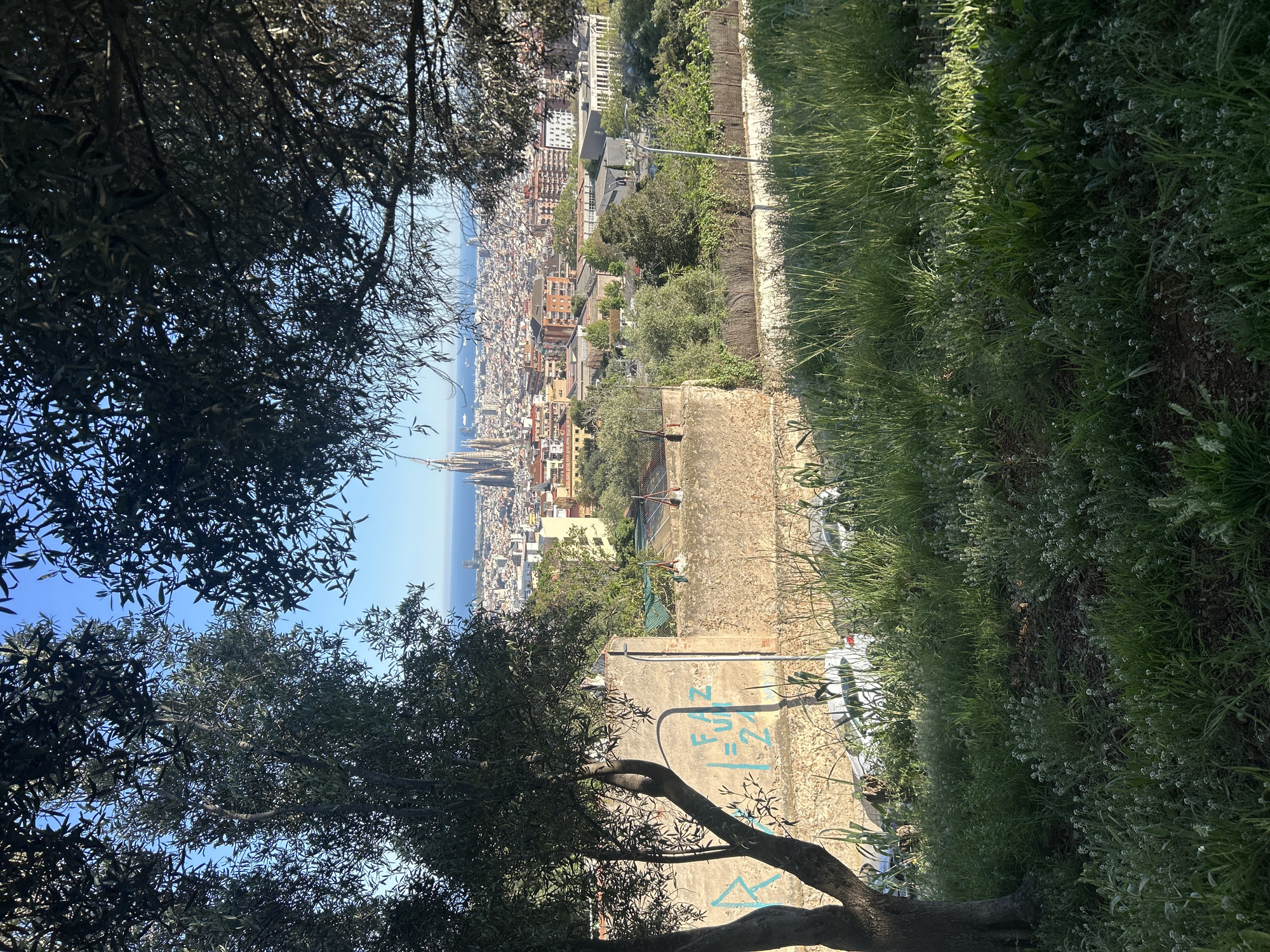 The image captures a view of Barcelona, Spain, partially framed by foliage. The Sagrada Familia basilica is a visible landmark in the urban landscape, which stretches out towards the sea. A stone wall and grassy slope occupy the foreground, with some graffiti visible on the wall. Trees are in the foreground. There are no people visible.