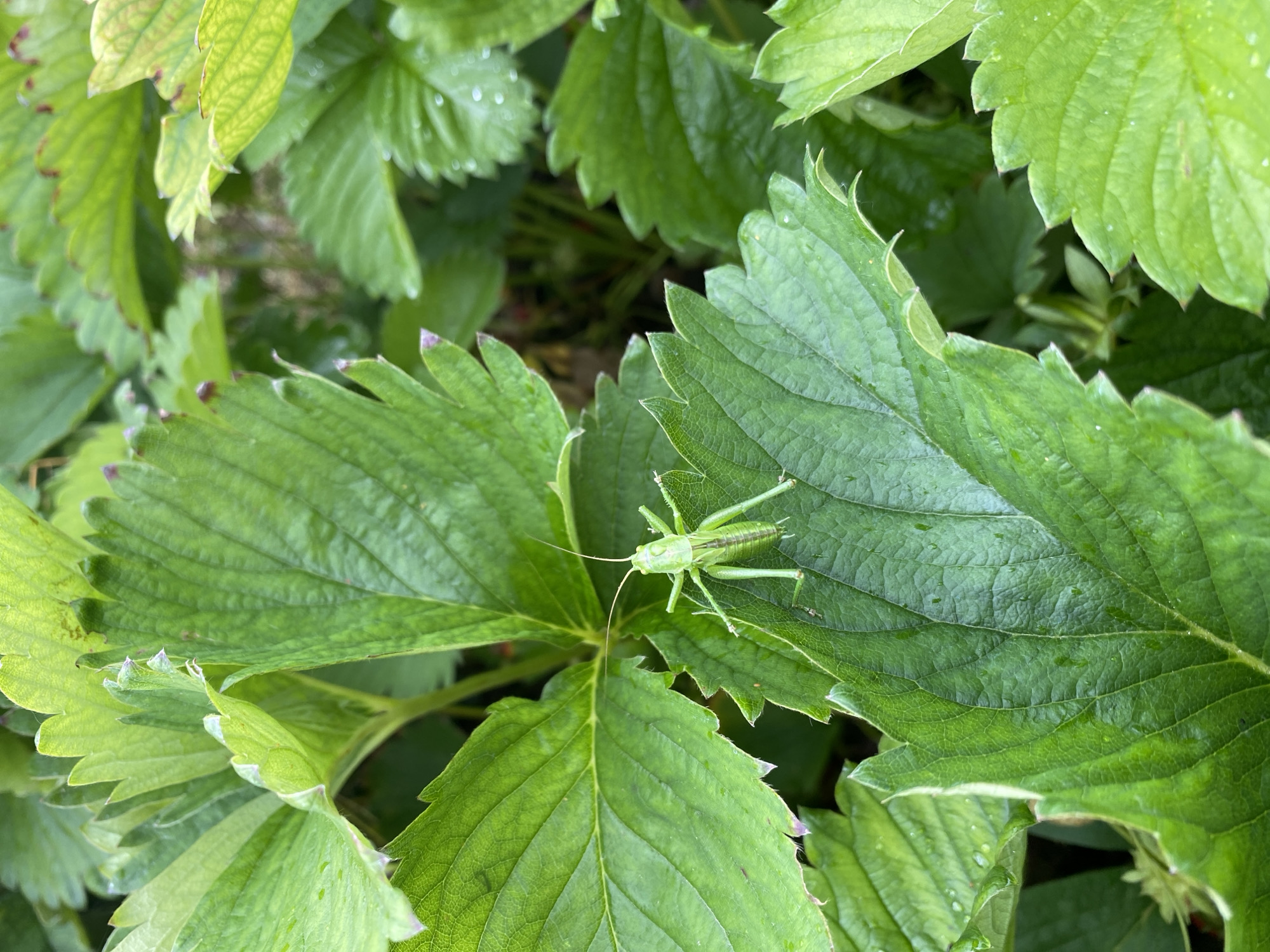 A bright green grasshopper with long antennae is perched on a large, serrated green strawberry leaf. The leaf has visible veins and is slightly wet, with small water droplets scattered across its surface. The grasshopper is facing towards the left of the frame. Surrounding the central leaf are more vibrant green strawberry leaves, some appearing darker and others lighter due to the lighting. The background is a blur of green foliage and darker, out-of-focus areas, suggesting a natural, outdoor setting, possibly a garden or field in Roudnice nad Labem, Czechia.