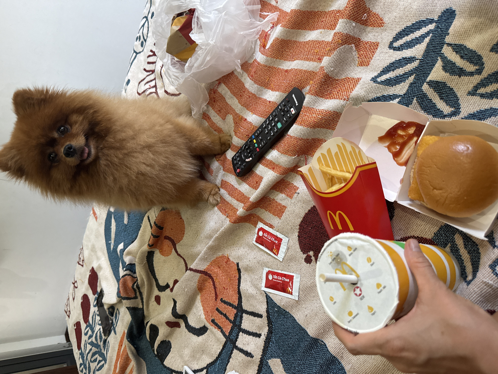 A medium shot shows a Pomeranian dog sitting on a bed, looking directly at the camera. The dog is fluffy and brown with its tongue slightly out. The bed is covered with a patterned blanket featuring abstract shapes in blue, orange, and white. In front of the dog are several food items from McDonald's, including a cup of soda held by a person's hand, a box of fries, a hamburger, and two small packets of ketchup. A black television remote control is also visible on the blanket. The background is a plain white wall. The scene appears to be indoors, possibly in a bedroom, and there is no indication of the specific location within Bac Nha Trang Ward, Vietnam.