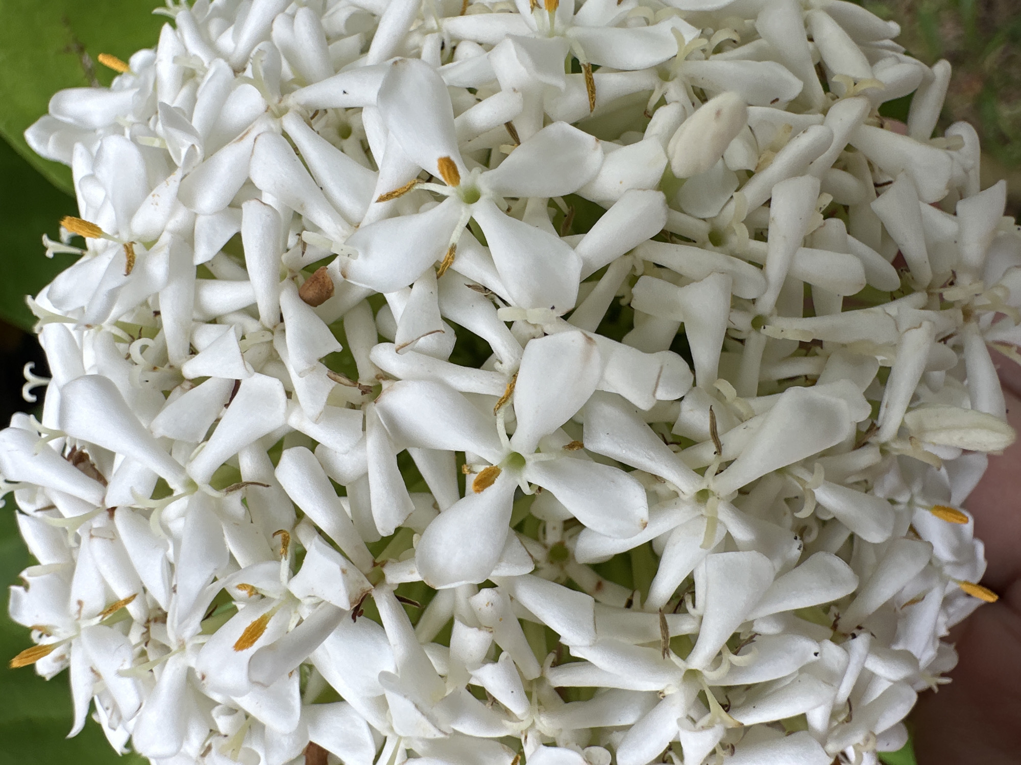 A close-up, overhead shot captures a dense cluster of small, white flowers with vibrant yellow stamens. The blooms are tightly packed, forming a spherical shape. The background consists of blurred green foliage and a hint of a brown object, possibly a hand. The image is taken in Baan Mae Nam, Thailand.