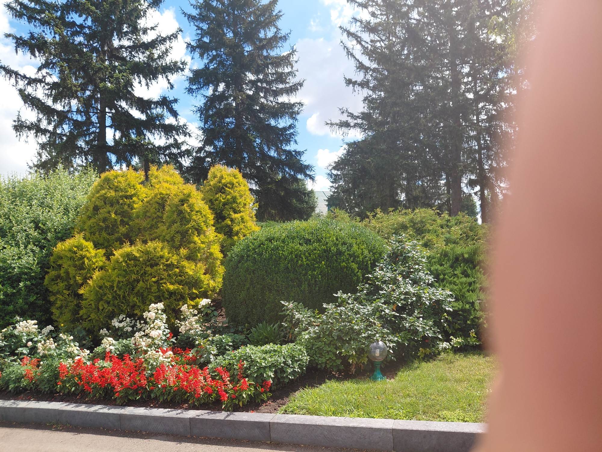 In the city of Kovalivka, Ukraine, a meticulously landscaped garden features a variety of flora. Tall evergreen trees, likely spruces or firs, form a backdrop against a bright blue sky dotted with white clouds. In the foreground, a border of vibrant red flowers, possibly salvia, is interspersed with clusters of white roses. Behind these, a meticulously shaped evergreen bush, possibly a boxwood, is the focal point of the garden bed. To the left, conical evergreen shrubs with bright yellow-green foliage add a splash of color. A small, decorative garden lamp with a teal base and a glass globe sits on the grass to the right of the shrubbery. The garden is bordered by a dark gray concrete curb. The scene is bathed in sunlight, creating dappled shadows among the plants. A large, out-of-focus human hand occupies the right side of the frame, partially obscuring the garden and trees.