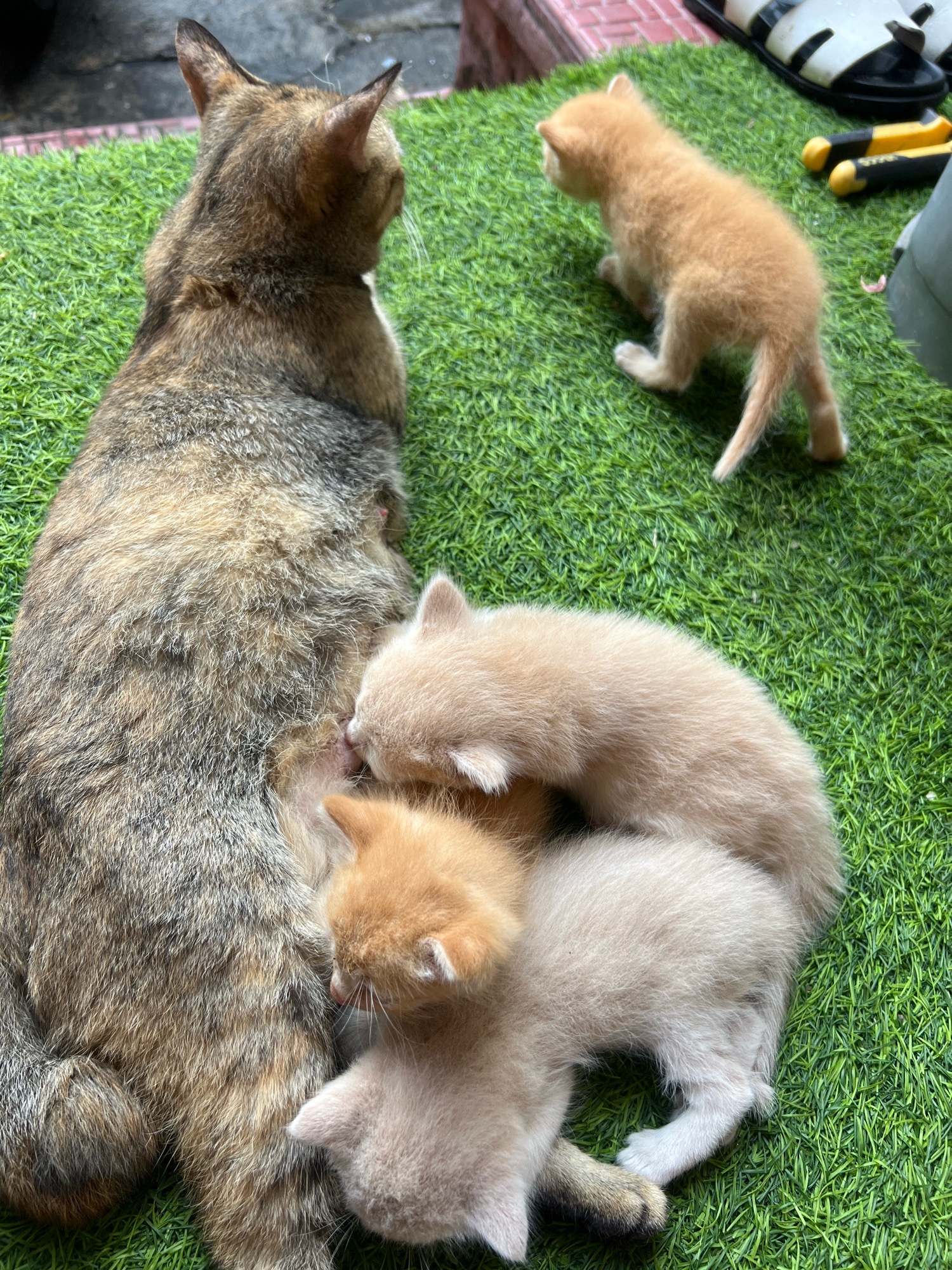 In Denpasar, Indonesia, on a patch of artificial green turf, a tabby mother cat is nursing two light-colored kittens. One kitten is nestled against her abdomen, while the other is partially visible. A third, ginger kitten stands a short distance away, facing the mother cat. In the background, a pair of sandals and yellow tool handles are visible.