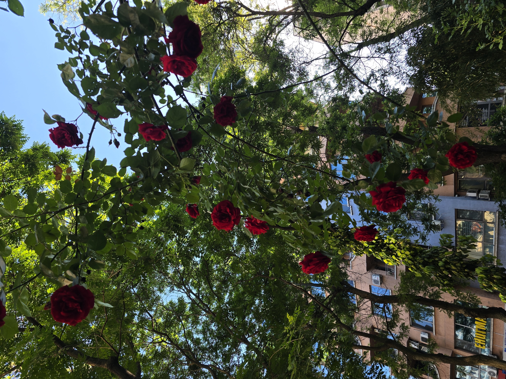 A low-angle shot features trees adorned with red roses, interspersed with buildings, set against a clear, blue sky. The leaves of the trees create a dense canopy, partially obscuring the buildings behind them. The buildings appear to be multi-story structures, with windows and signage visible. The overall scene suggests an urban environment with greenery integrated into the cityscape.
