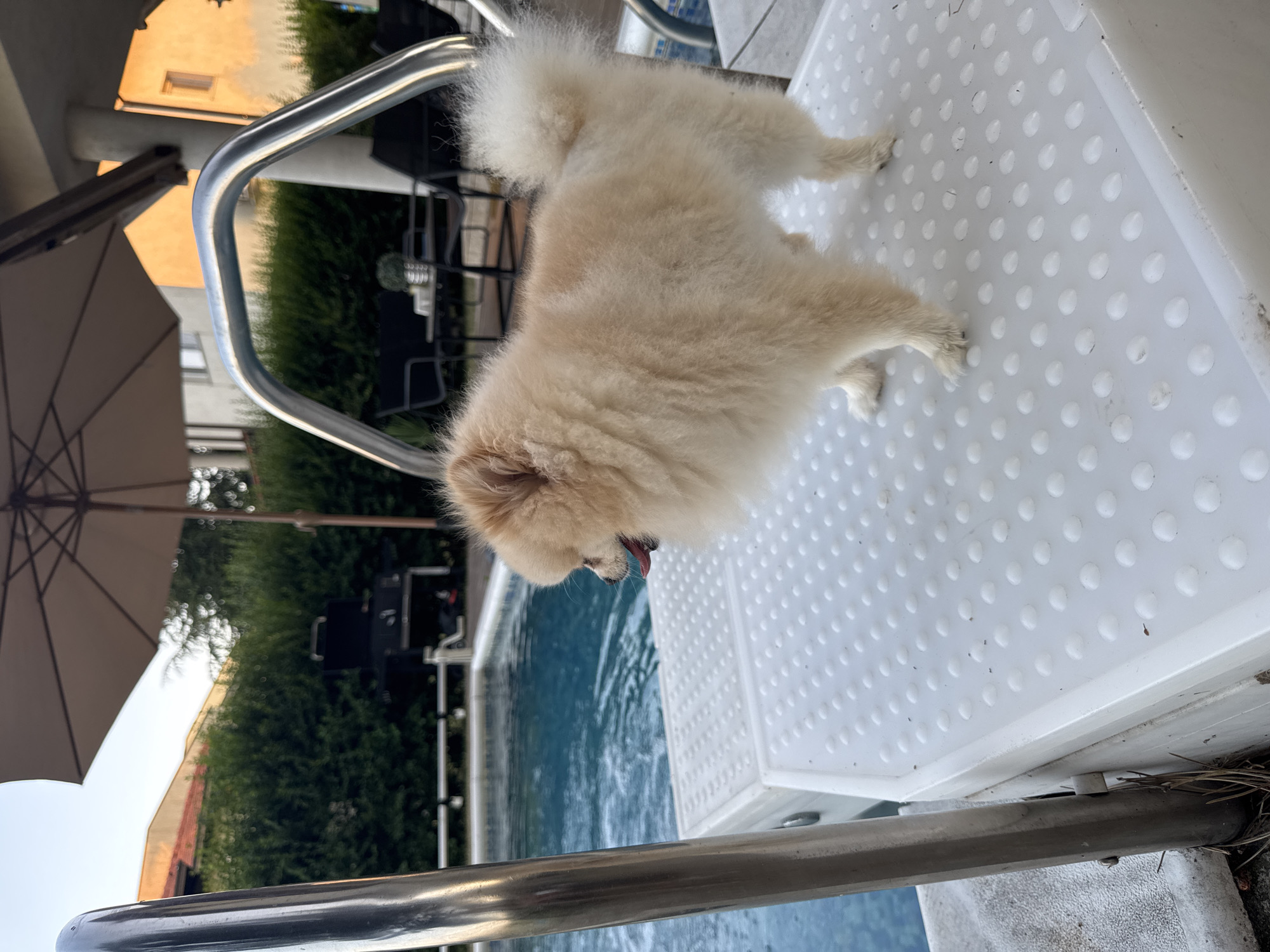 A light-colored Pomeranian dog stands on a white plastic step next to a swimming pool. The dog is facing left, with its tongue slightly out. The swimming pool water is blue and appears to be in motion. In the background, there is a silver railing, a large umbrella, a grill, green bushes, and buildings. The scene suggests a residential backyard setting. The image was taken outdoors.