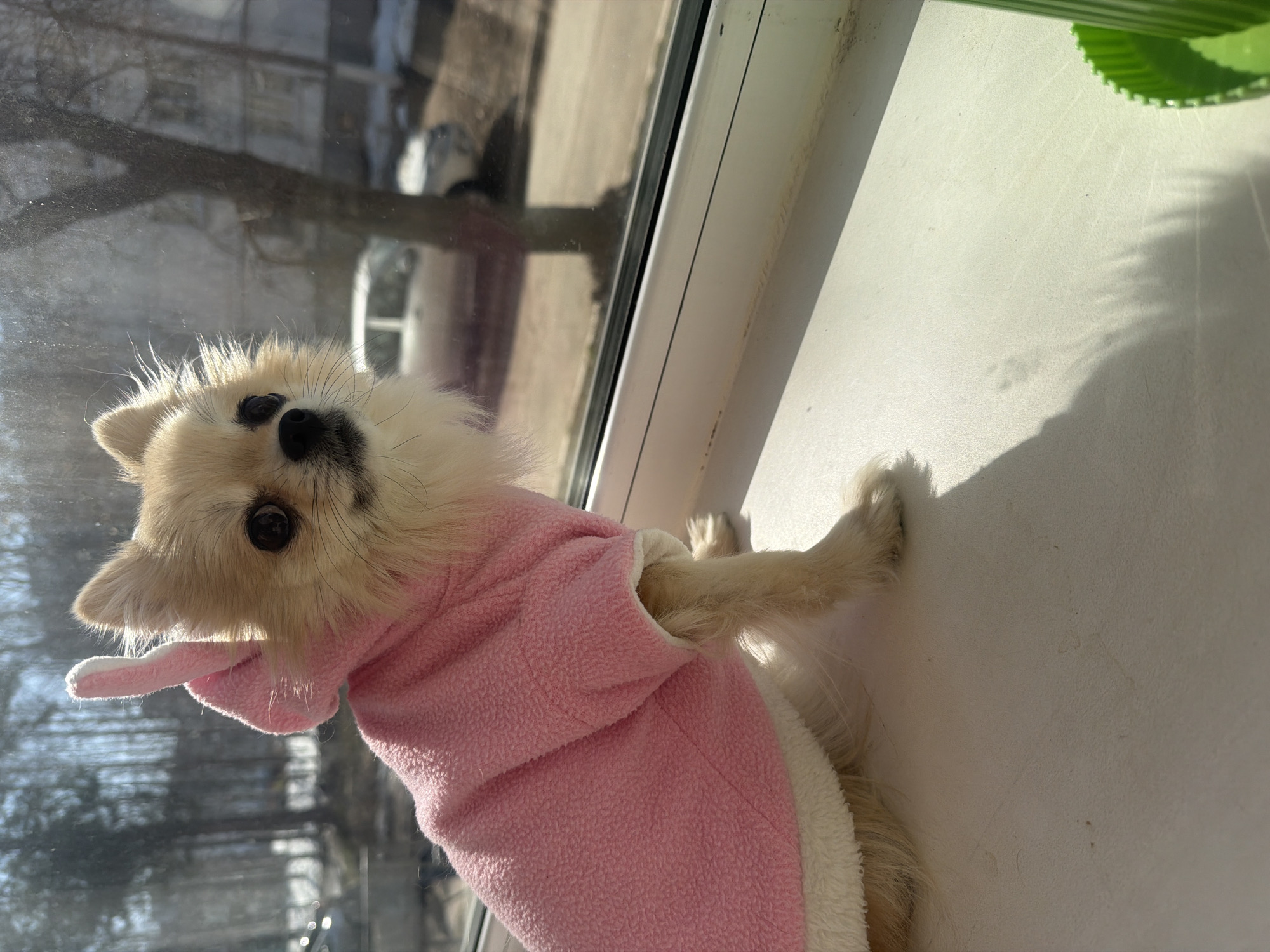 A tan-colored, long-haired Chihuahua wearing a pink fleece coat with a white lining is positioned on a white window sill inside an apartment or house. The dog is turned toward the left of the frame, its head angled upward. Outside the window, blurred images of trees and buildings are visible, suggesting an urban or suburban environment. Based on the question's implication, this scene is located in Chaikovsky, Russia. The sunlight casts a shadow on the sill to the right of the dog. A portion of a green object is also visible in the upper right corner of the frame.