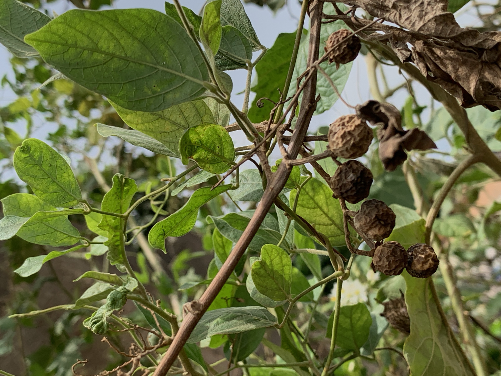 The image depicts a close-up view of a plant with green leaves and brown, spherical seed pods, located in Ikorodu, Nigeria. The plant has several branches and stems visible, with some leaves showing signs of distress, possibly due to drying or damage. The background is slightly blurred, suggesting an outdoor setting, potentially in a garden or natural environment within Ikorodu. There are no people or identifiable objects beyond the plant itself in the scene.