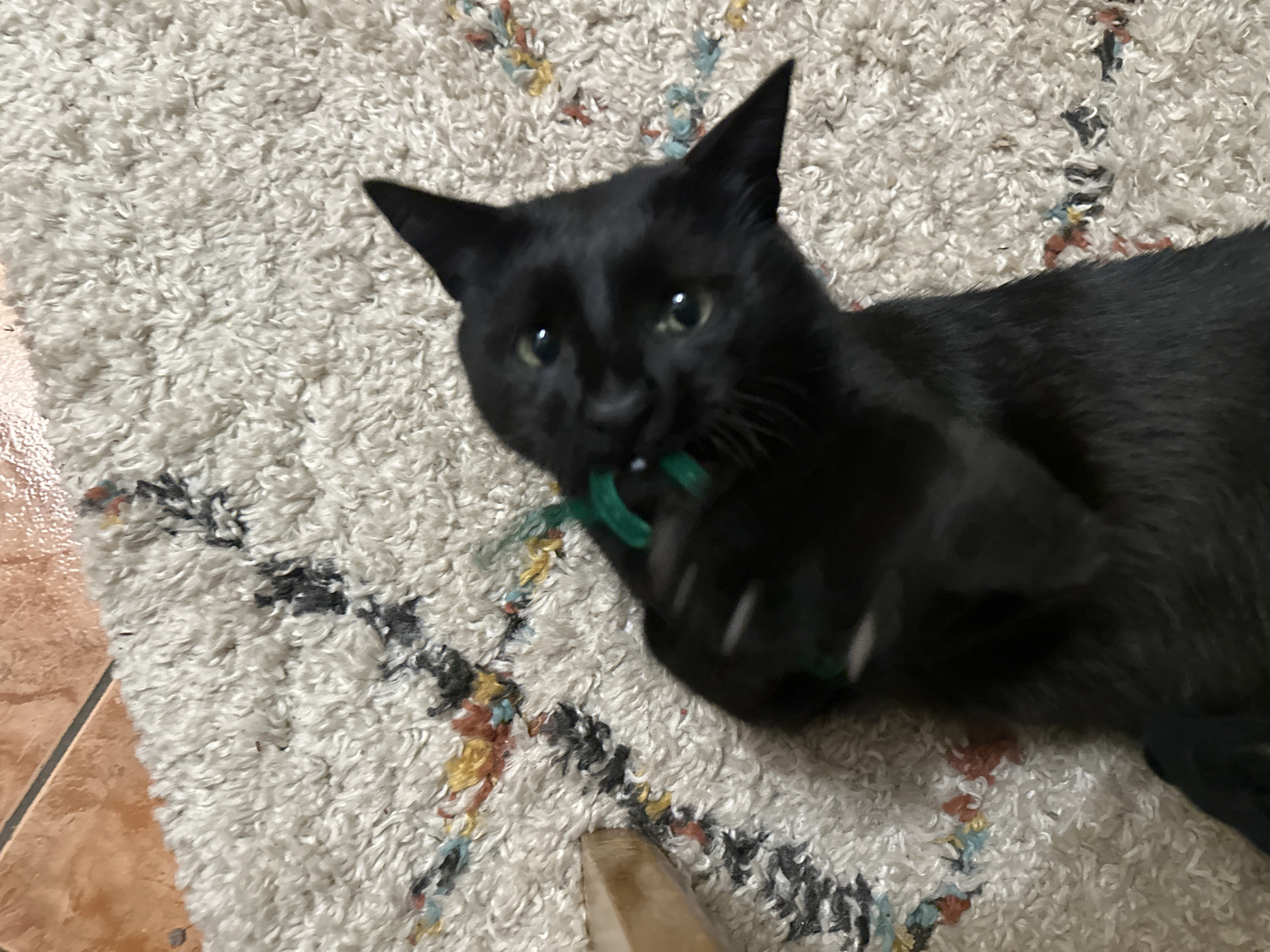 A black cat lies on a plush, textured rug with a tile floor visible in the lower-left corner. The cat is positioned diagonally across the rug, facing the camera. It holds a green ring-shaped object in its mouth, with one paw raised and claws extended. The rug has a light background with darker geometric patterns woven throughout.