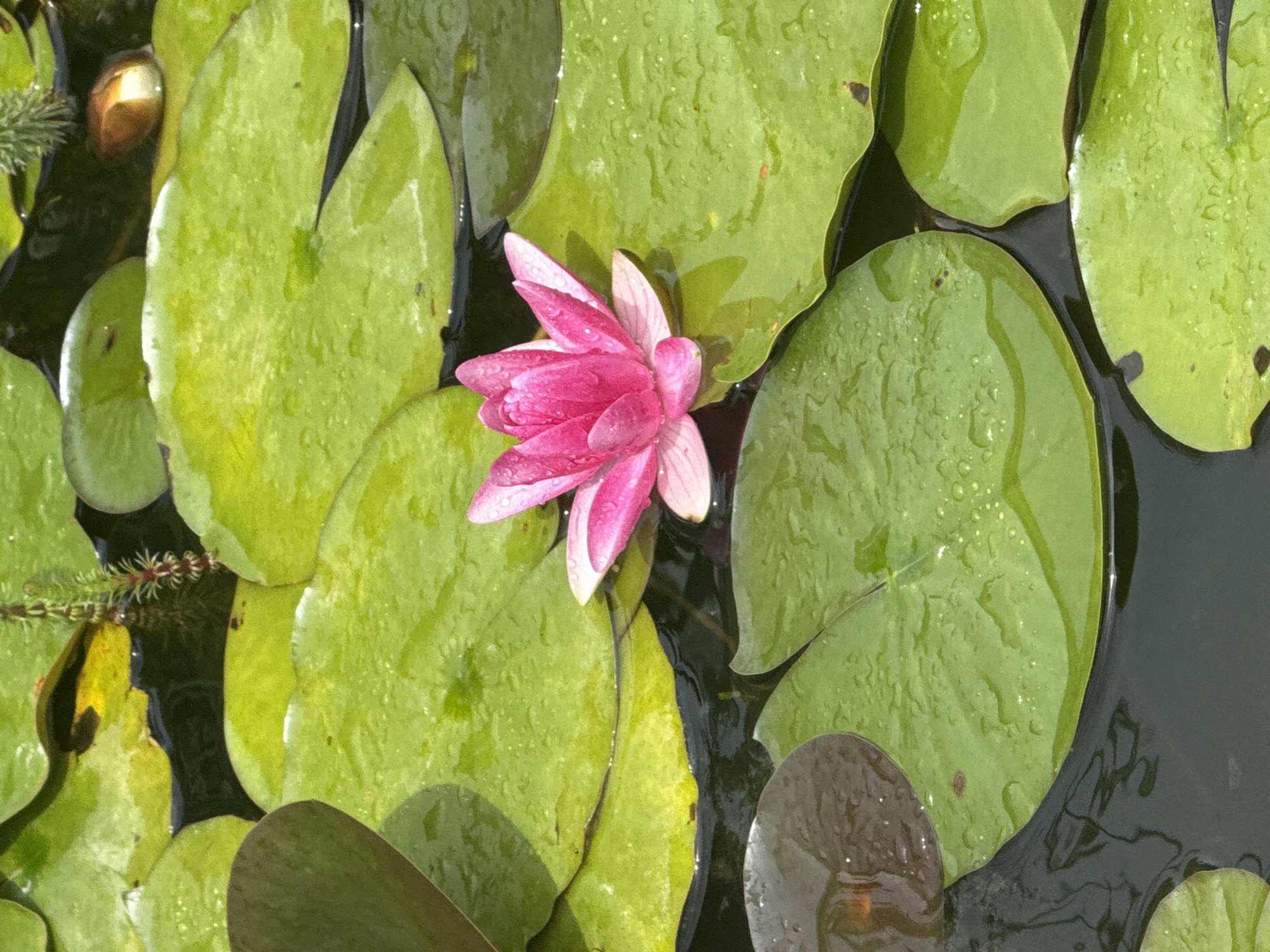 A pink water lily with dew drops blooms in the center of a pond surrounded by vibrant green lily pads. The dark water reflects the dappled sunlight, creating a serene and natural scene. This image was captured in a pond located in Sulitsa, Bulgaria.
