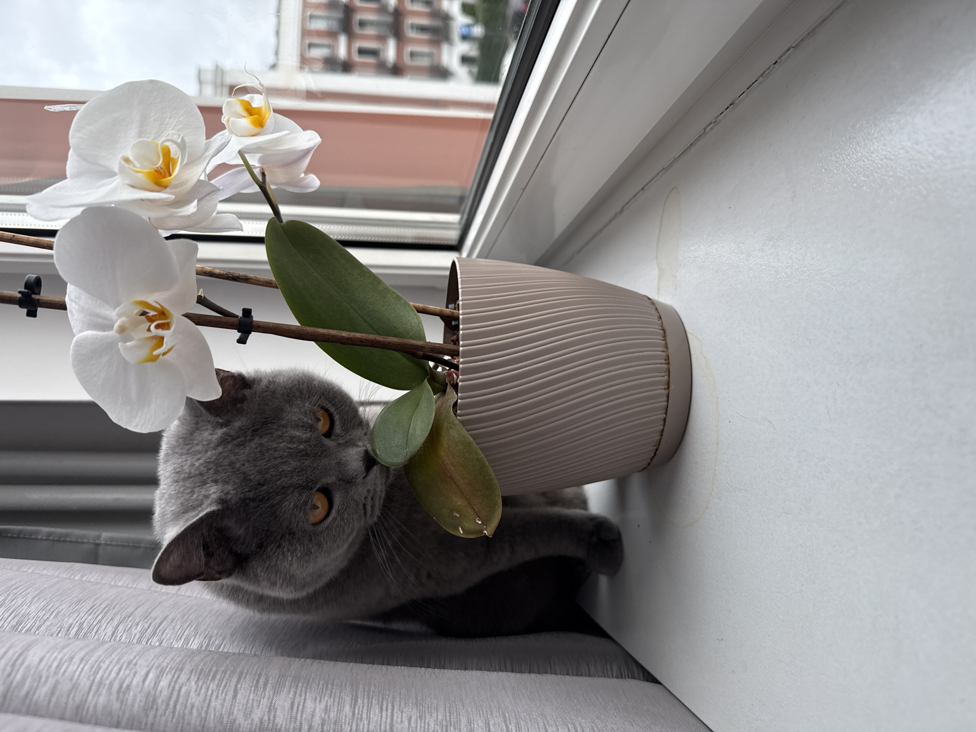 A gray British Shorthair cat with orange eyes is positioned on a white windowsill next to a potted orchid with white flowers. The cat is looking down towards the orchid, with its head tilted slightly. The orchid is in a light beige ribbed planter. Behind the cat and orchid, a sheer white curtain is visible. Through a window behind the orchid, a blurry view of apartment buildings with reddish-brown facades can be seen. The windowsill shows a faint water stain. The scene is indoors, with an overcast sky visible through the window, suggesting it is a cloudy day. The location is a windowsill within an apartment in Zielona Góra, Poland.
