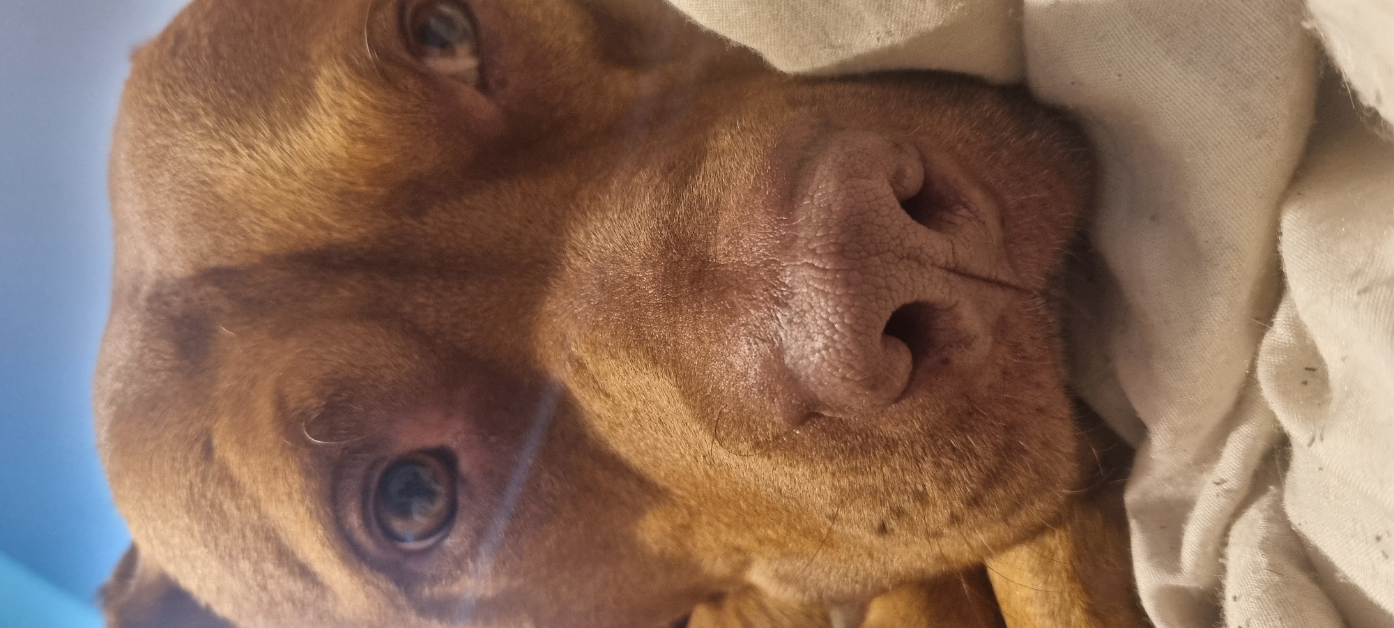 A close-up, rotated image captures the face of a reddish-brown dog, likely a Vizsla, resting against a white or light-colored cloth. The dog's nose is prominently featured, textured and wrinkled. One eye is visible, appearing dark with light reflections. The image's composition is primarily focused on the dog's facial features. The environment is undeterminable.