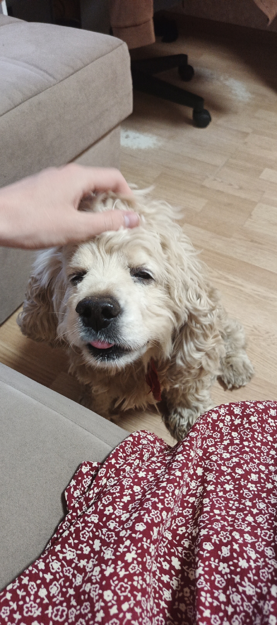 A light-colored dog with curly fur is sitting on a wooden floor. A hand is gently petting the dog's head. The dog's eyes are partially closed, and its tongue is sticking out slightly. To the left of the dog, a portion of a light brown couch is visible. In the foreground, a piece of fabric with a red background and a white floral pattern is draped. In the background, the legs of a black office chair are visible, and a lighter colored furniture item is partially visible. There is no information in the image to determine the location in the city of Chaikovsky, Russia.
