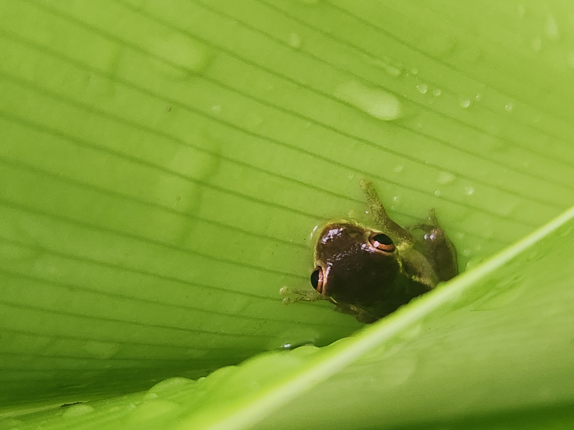 A small, dark brown frog with large, dark eyes and reddish-orange irises is nestled within the curve of a vibrant green leaf. The leaf exhibits prominent parallel veins and is speckled with small water droplets. The frog's body is partially obscured by the leaf's curvature, but its head and front limbs are clearly visible. The image appears to be a close-up shot, emphasizing the texture and details of the frog and its leafy habitat. There is no indication of any specific location within Altamonte Springs, United States of America.