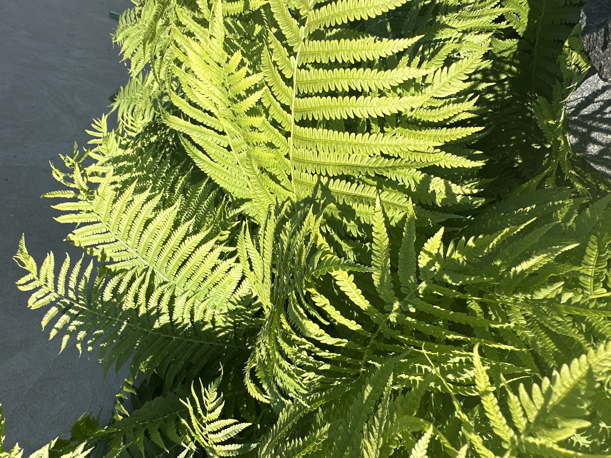 A close-up, high-angle outdoor shot captures a dense cluster of vibrant green ferns against a muted gray background. The ferns are in sharp focus, with their intricate fronds dominating the frame. Sunlight filters through the leaves, creating a dappled effect of light and shadow. The background appears to be a textured wall or building, casting subtle shadows of the ferns onto its surface. In the lower right corner, a dark, textured object, possibly a rock or planter, is partially visible, also casting a shadow. The overall scene suggests a natural, verdant setting, possibly a garden or park, bathed in bright daylight. There are no people or animals present in the image.