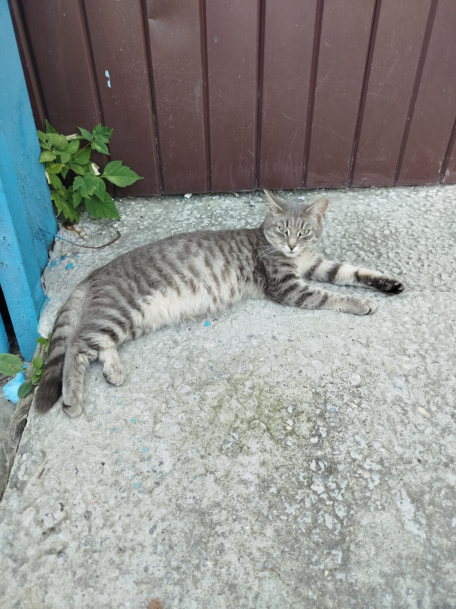 A grey tabby cat with green eyes is lying down on a concrete surface next to a blue metal post and a brown corrugated metal fence. Green foliage is growing near the base of the fence. The cat is facing the camera, with its front paws extended. The scene appears to be in an outdoor urban setting in Yalutorovsk, Russia, possibly a residential courtyard or alleyway.