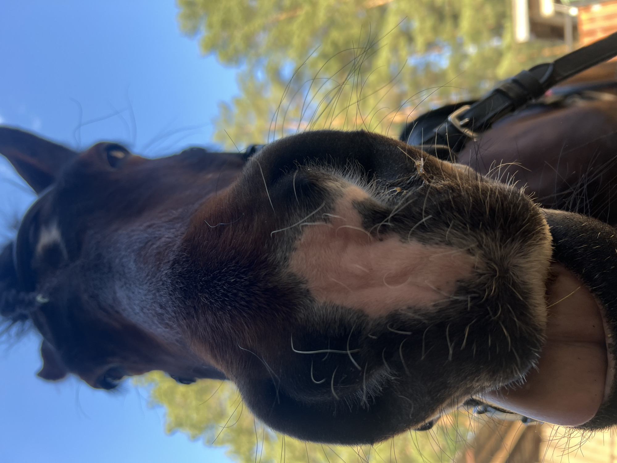A low-angle close-up photograph shows the muzzle of a brown horse with a pink marking on its upper lip. The horse wears a bridle. In the blurred background, there are trees and blue sky. The location is not discernible as Chaikovsky, Russia from the visual information provided.