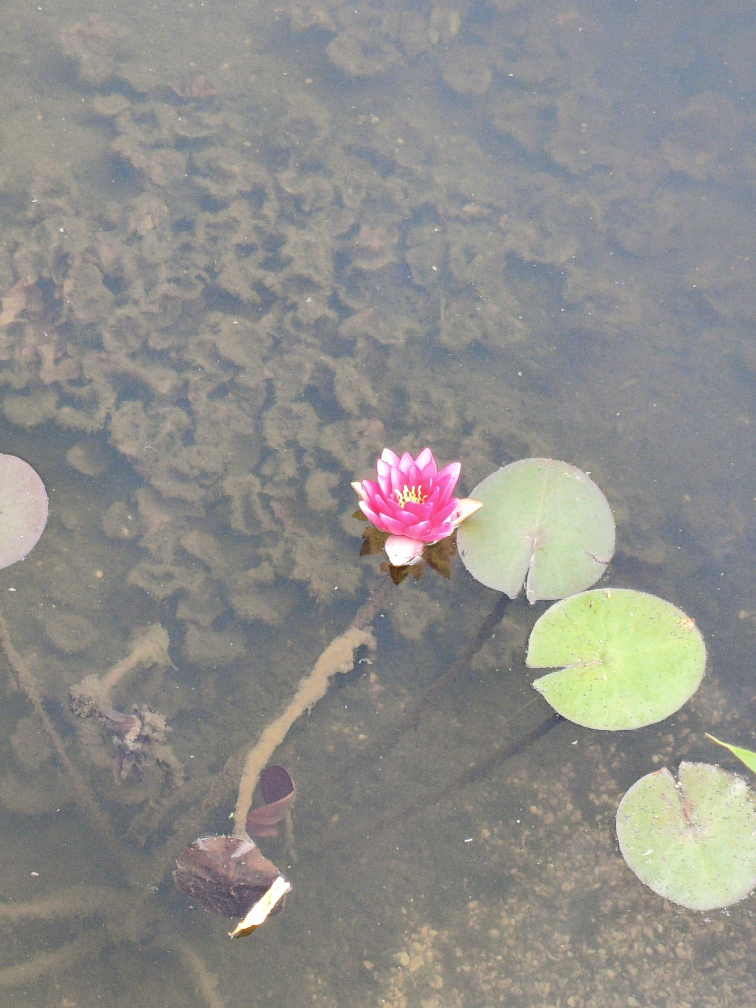 A single, vibrant pink water lily, its petals fanned open to reveal a yellow stamen, floats serenely on the surface of murky water. The water's bed is visible beneath, a mosaic of pebbles and what appears to be submerged vegetation. To the left of the lily, a pale pink lily pad rests on the water, its surface dotted with tiny white specks. Three rounded, green lily pads are scattered in the mid-ground and right side of the frame, each with a distinct notch. In the lower left quadrant, a darker, more substantial object, possibly a decaying leaf or submerged debris, rests partially underwater, with a thin, pale strand trailing upwards. The overall environment suggests a natural or semi-natural water body, possibly a pond or slow-moving stream, with the muted tones of the water and submerged elements contrasting with the bright bloom of the water lily.