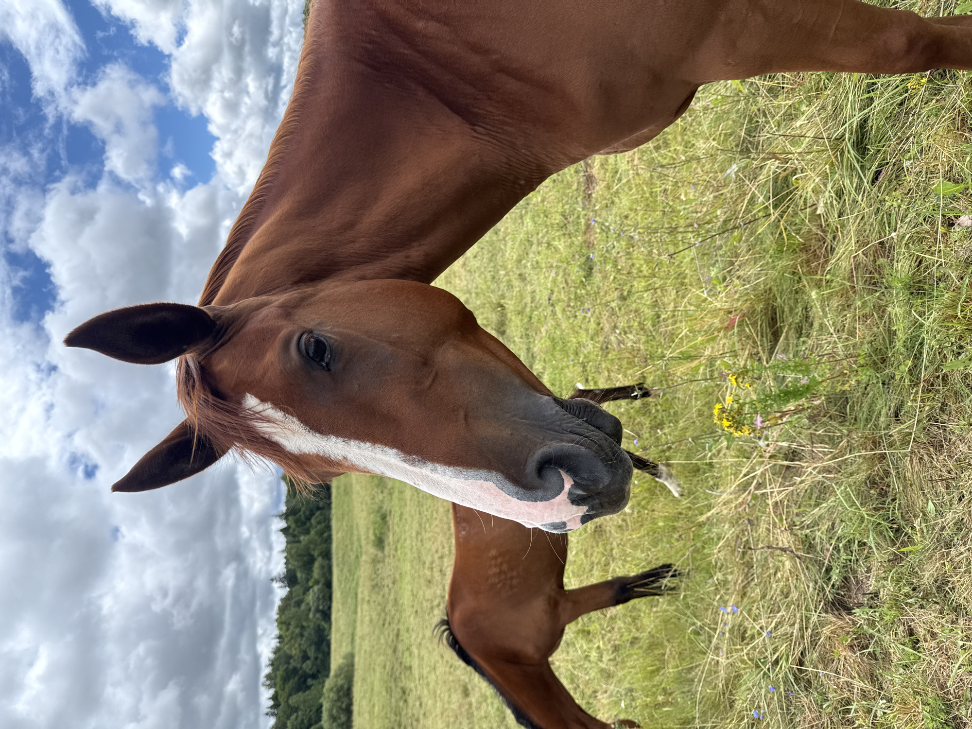 A close-up, eye-level, outdoor shot captures the head and neck of a chestnut horse with a white blaze on its face. The horse's dark eyes are visible. In the background, another chestnut horse is grazing in a green field dotted with yellow wildflowers. The field extends to a line of trees under a cloudy sky. The image was taken in Galinė, Lithuania.