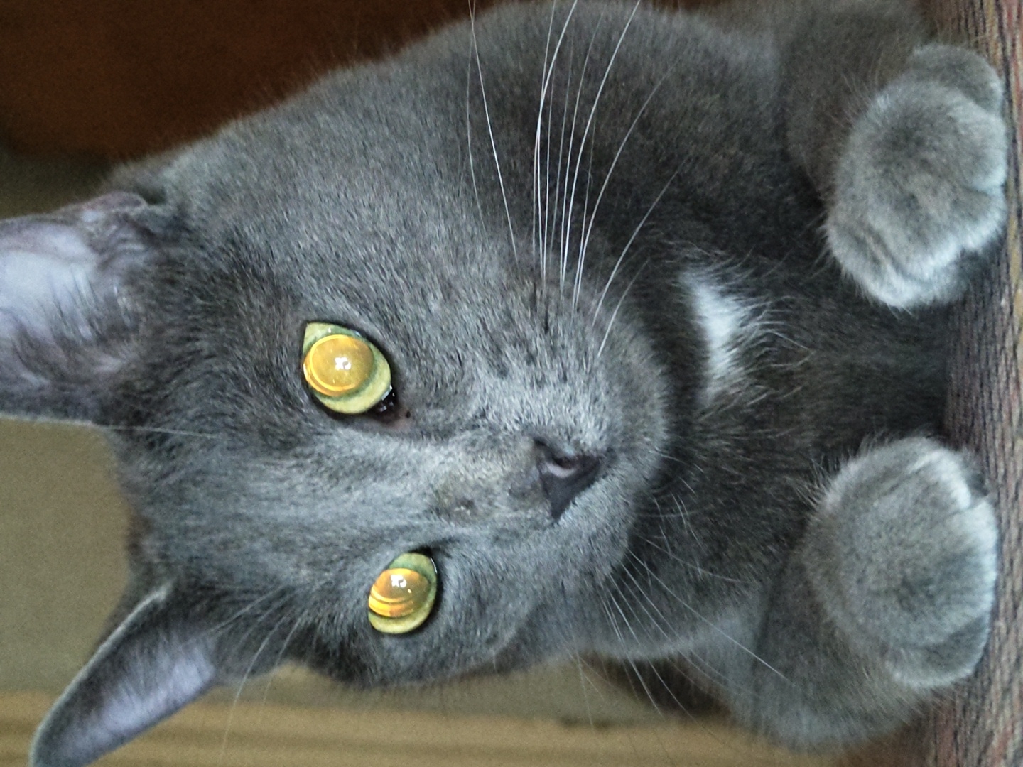 A gray cat with yellow eyes is lying on its back. The cat has a white patch of fur on its chest. The location is Unknown, Unknown.