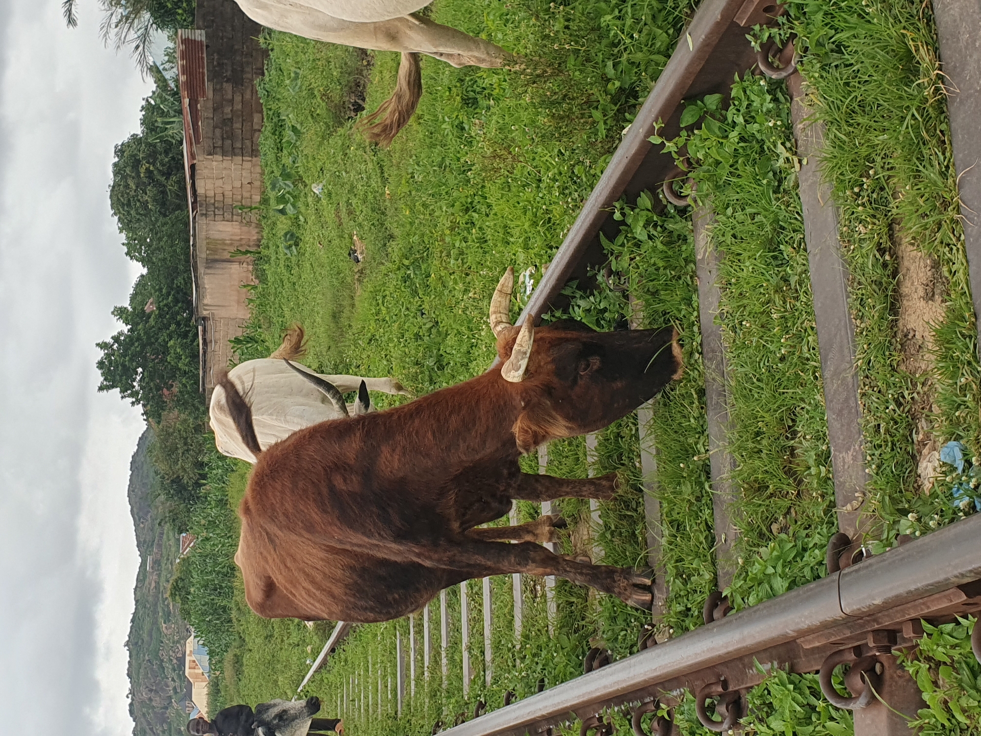 In Gura Top, Nigeria, a scene unfolds on a stretch of railway tracks overgrown with lush green grass. A brown cow, its head lowered to graze, stands prominently on the tracks, its horns curved. Behind it, a white cow is partially visible, also with visible horns. To the left of the brown cow, a young boy dressed in black sits on a grey and white cow, looking towards the camera. The environment is rural, with a backdrop of rolling hills dotted with buildings and trees. The sky is overcast, suggesting a cloudy day. The railway tracks themselves appear old, with visible wooden sleepers and metal fastenings securing the rails. The overall impression is one of a tranquil, pastoral setting where livestock roam freely, even on disused or active railway lines.