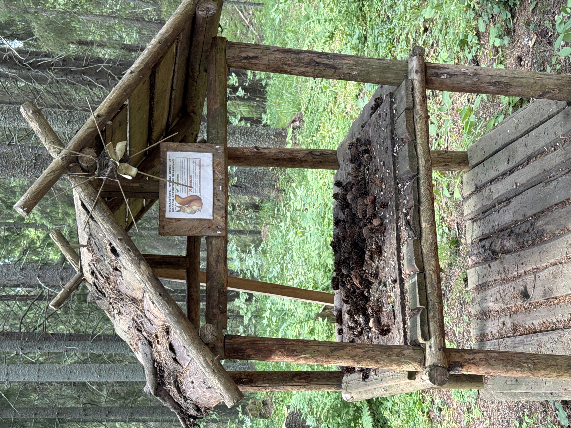 An outdoor wooden feeder, likely in a forest environment in Khankanmyaki, Russia, is filled with pine cones. The feeder is rustic in construction, made of rough-hewn logs and branches, with a layered roof possibly covered with bark or thatch. A sign is attached to the front of the feeder, depicting a squirrel and text in Russian. The feeder has two levels; the upper level holds the pine cones, and the lower level consists of wooden planks. The surrounding environment is a dense forest with tall trees and lush green undergrowth. There are no people or animals visible in the image. The overall scene appears to be a natural habitat with a man-made feeding station for wildlife.