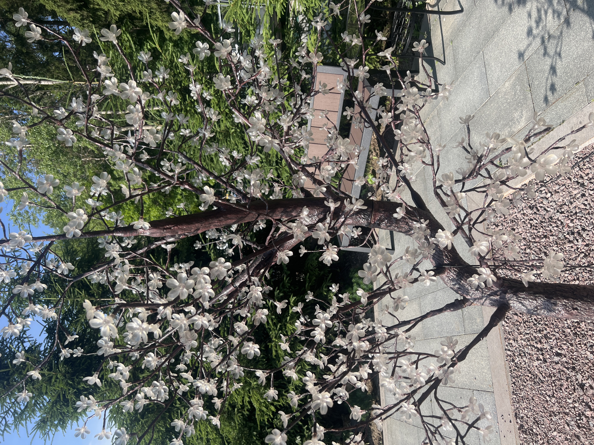 A close-up shot focuses on a decorative artificial tree with white, translucent flowers, resembling cherry blossoms. The tree branches are dark brown and intricately spread out, adorned with numerous delicate blooms. In the background, lush green coniferous trees provide a natural backdrop. To the right of the tree, a paved walkway made of grey rectangular stones is visible, with scattered gravel on the right edge of the frame. The lighting suggests it is daytime, with shadows cast on the pavement, indicating sunlight. The scene appears to be an outdoor setting, possibly a park or a garden, given the presence of trees and landscaping elements. No people are visible in the image, and there is no visible text. The overall mood is serene and decorative.